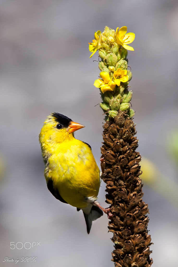 Canon EOS 5D Mark II + 150-600mm F5-6.3 DG OS HSM | Sports 014 sample photo. North american goldfinch photography