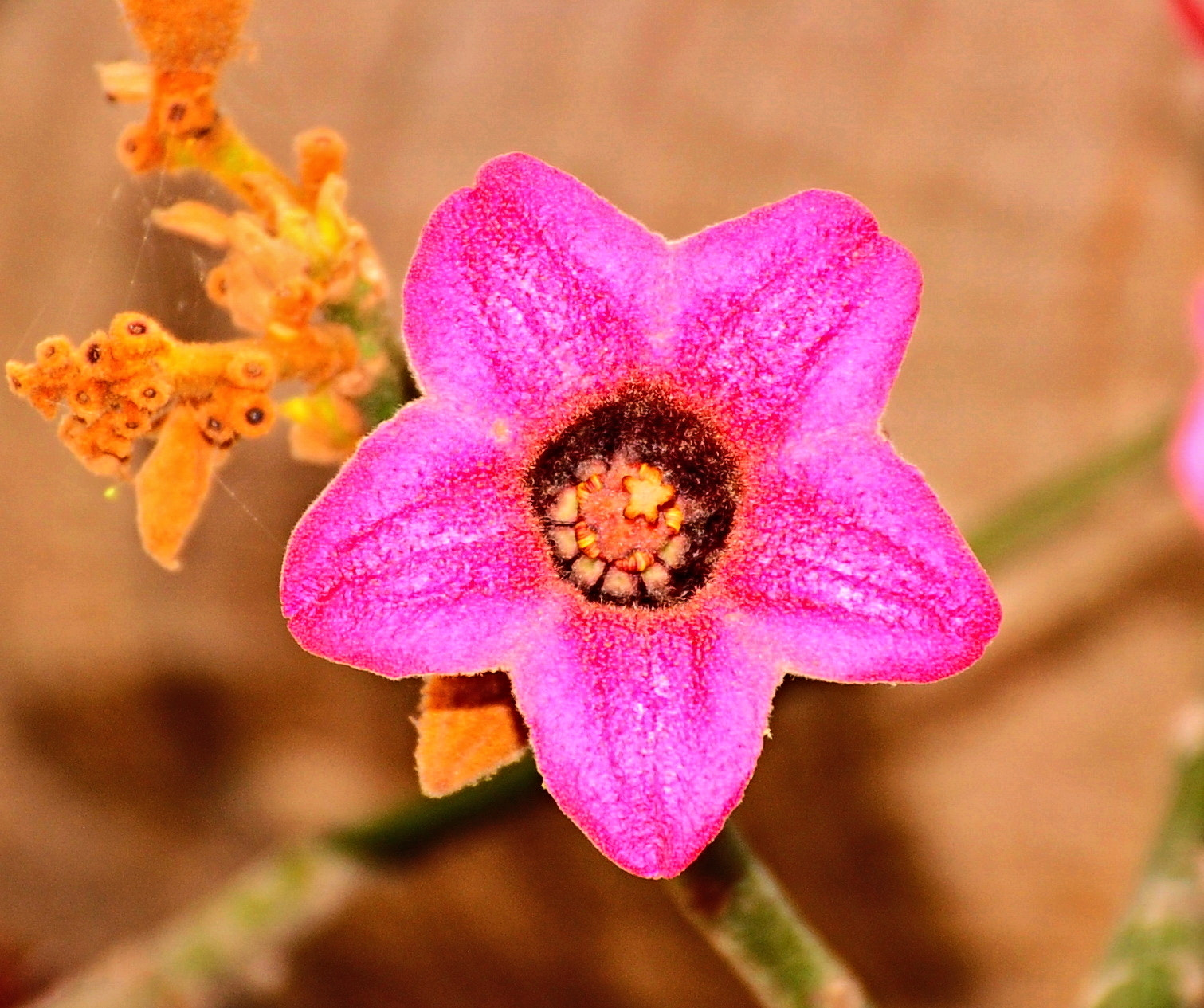Nikon D90 + Nikon AF-S DX Nikkor 18-140mm F3.5-5.6G ED VR sample photo. Pink cactus flower three photography