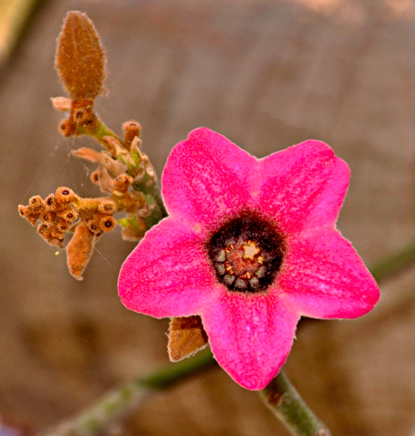 Nikon D90 + Nikon AF-S DX Nikkor 18-140mm F3.5-5.6G ED VR sample photo. Pink cactus flower four photography