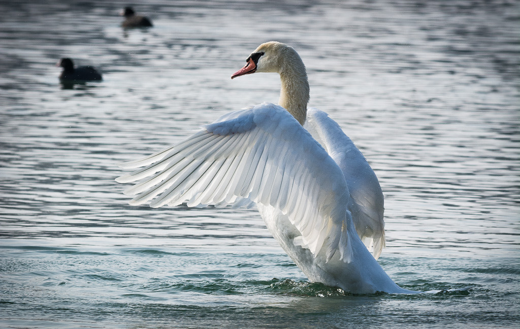 Nikon D7100 + Nikon AF-S Nikkor 300mm F4D ED-IF sample photo. Showing off photography