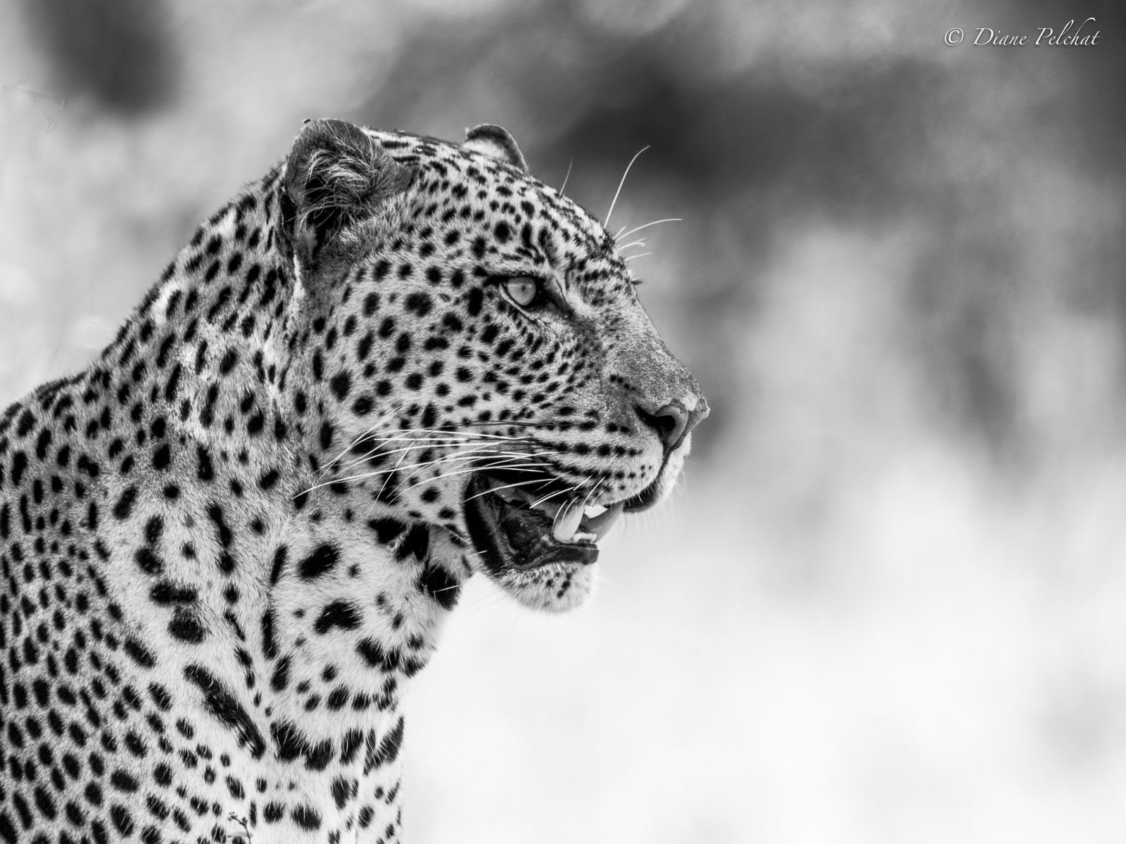 Canon EF 300mm F2.8L IS II USM sample photo. 2nd version black and white photography