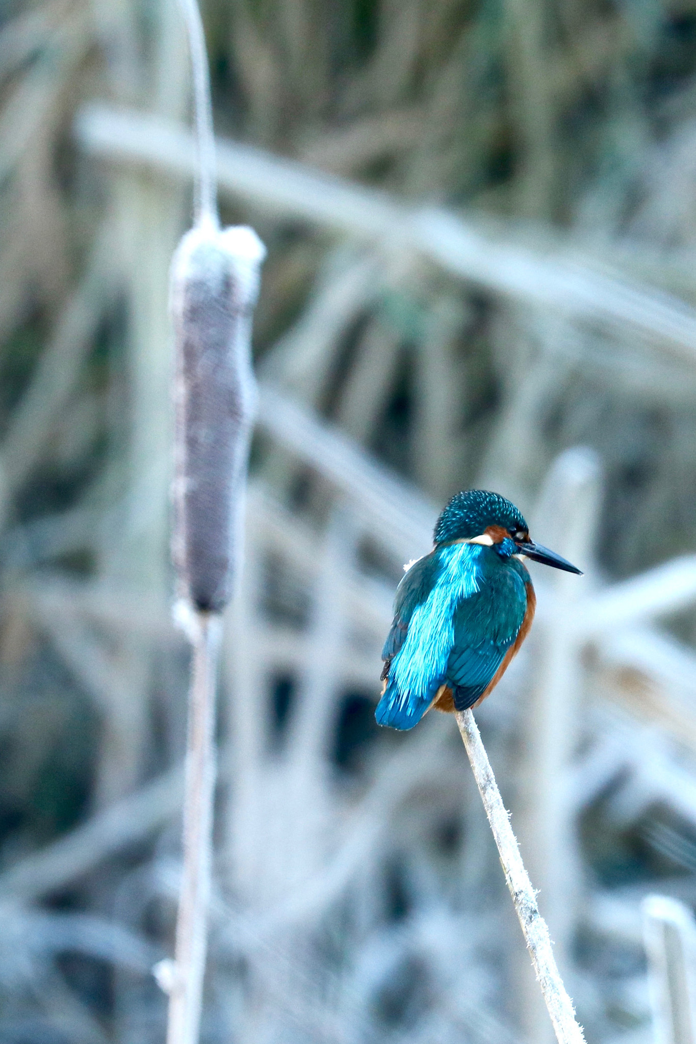 Canon EOS 760D (EOS Rebel T6s / EOS 8000D) + Canon EF 100-400mm F4.5-5.6L IS II USM sample photo. Frost and kingfisher part 2 photography