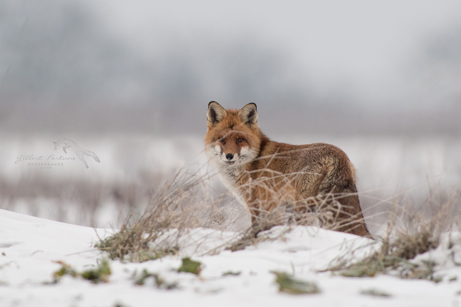 Nikon AF-S Nikkor 300mm F2.8G ED VR II sample photo. Ambiance hivernale photography