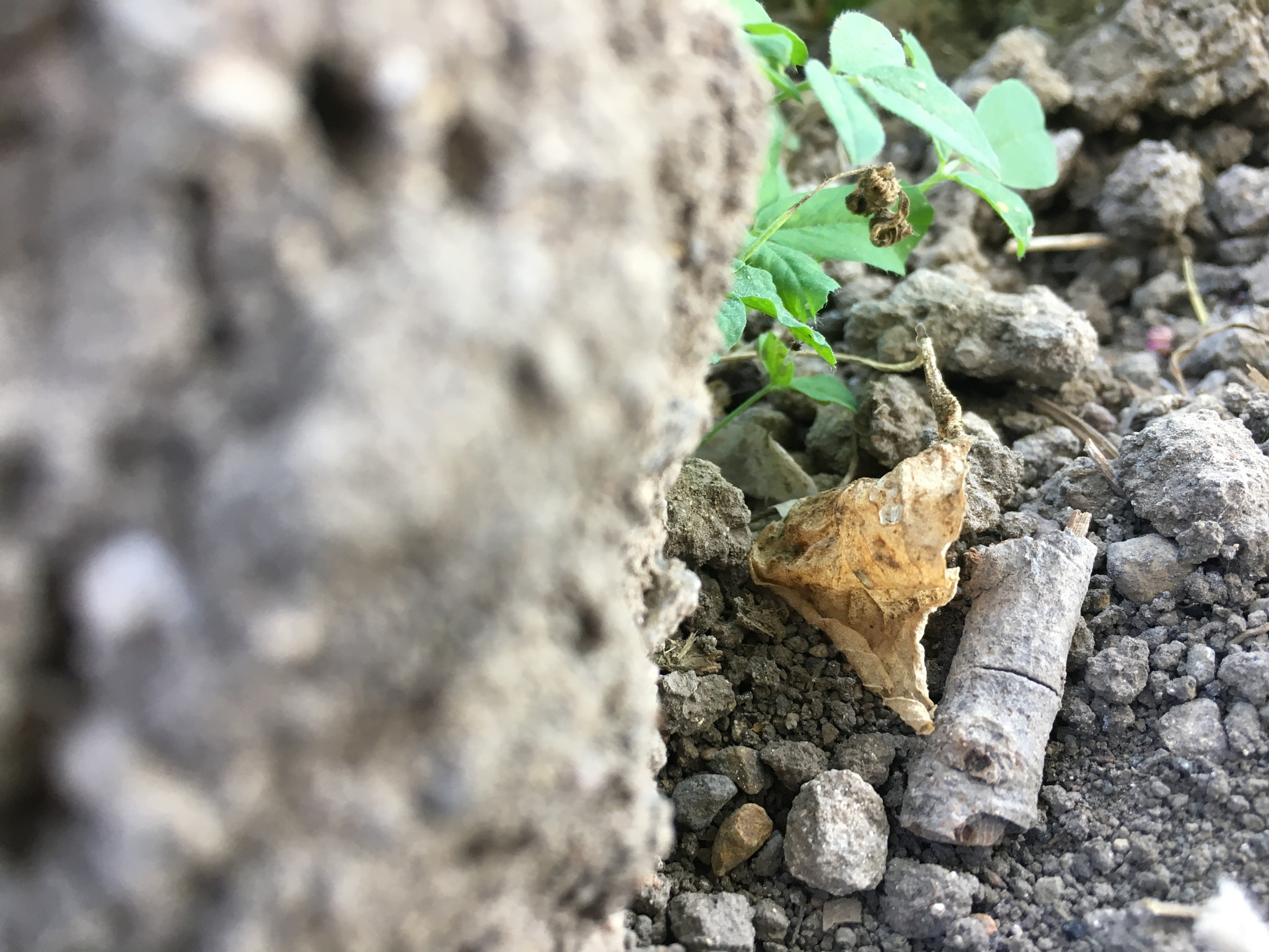 Apple iPhone8,1 sample photo