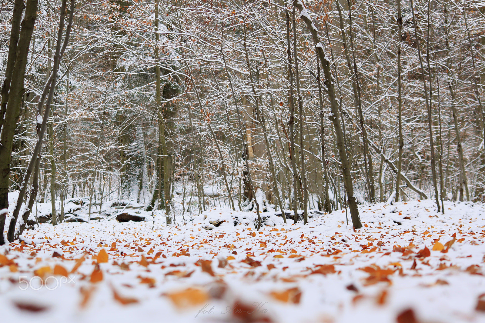 Canon EOS 500D (EOS Rebel T1i / EOS Kiss X3) sample photo. Autumn and winter photography