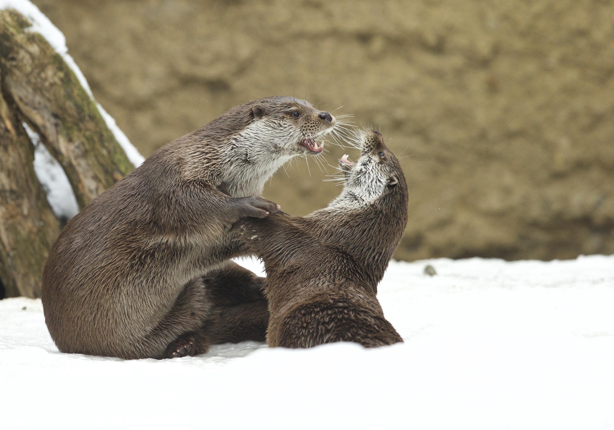 Canon EOS-1D X + Canon EF 300mm F2.8L IS II USM sample photo. Fischotter flirten! photography