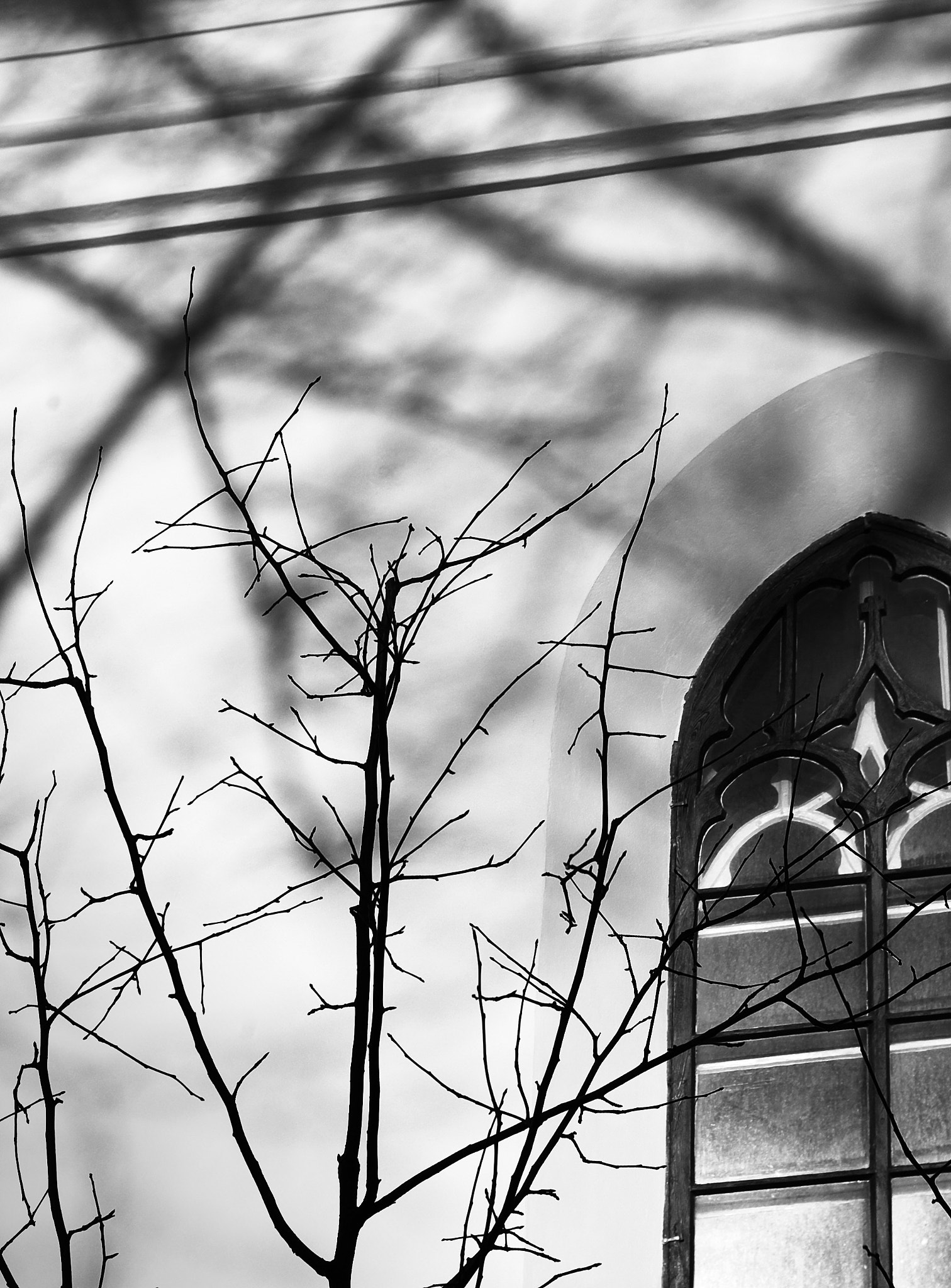 Pentax K100D Super sample photo. Small tree, large shadow photography