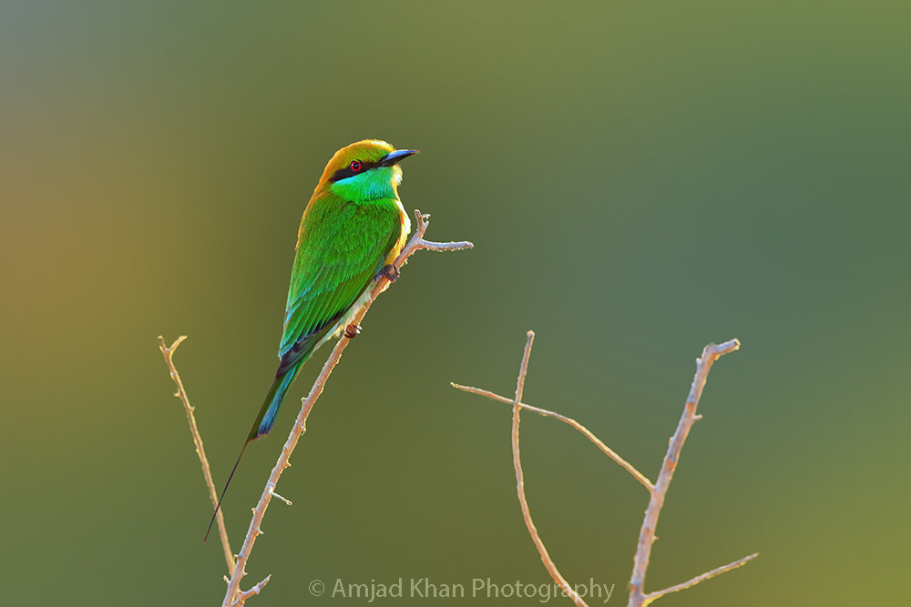 Canon EOS 70D + Canon EF 400mm F5.6L USM sample photo. Green bee-eater photography
