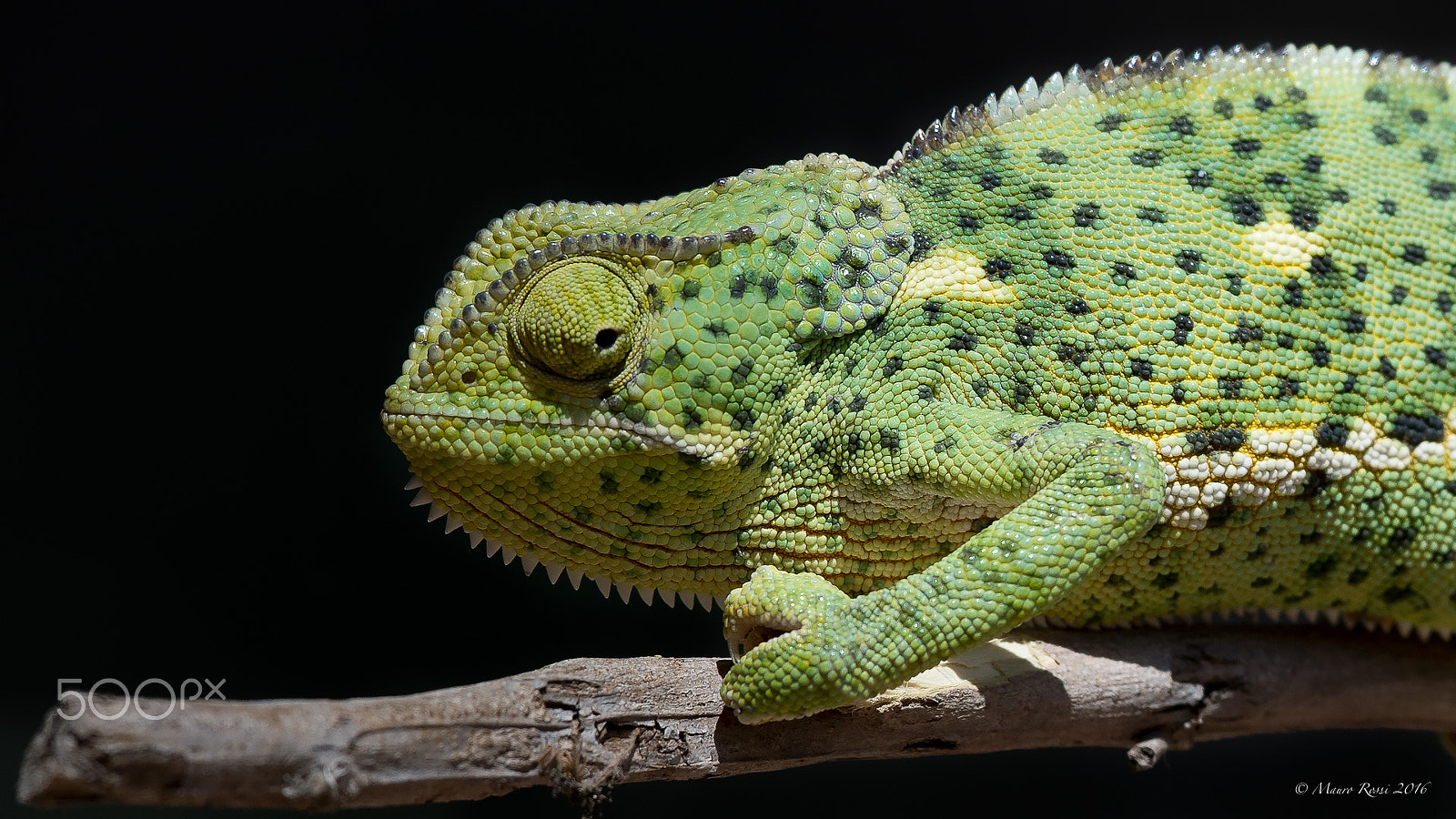 Nikon D4S + Nikon AF-S Nikkor 500mm F4E FL ED VR sample photo. Chameleon close up... photography