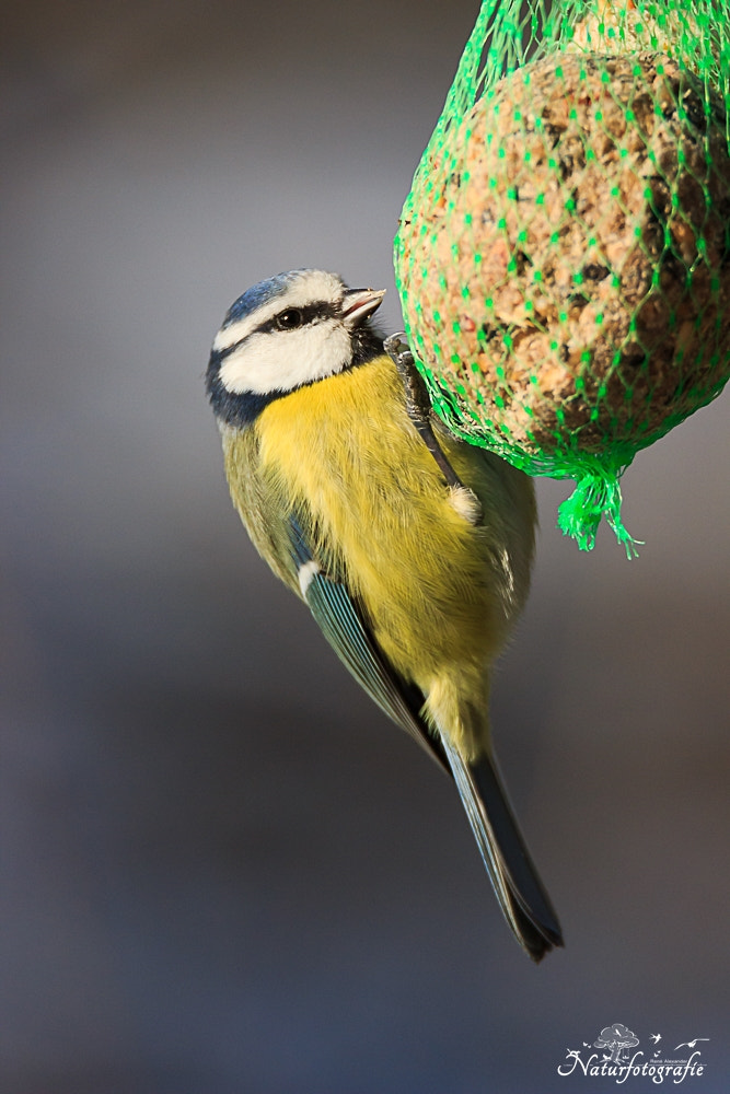 Tamron SP 150-600mm F5-6.3 Di VC USD sample photo. Blaumeise photography