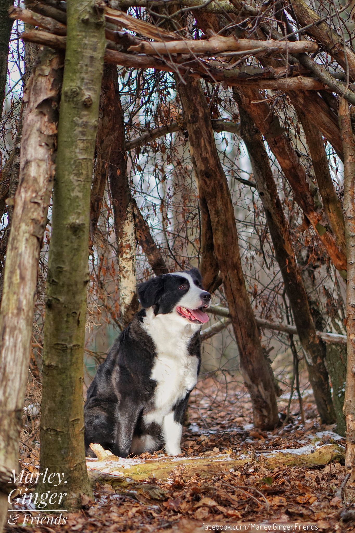 Sony a6300 + Sony E 50mm F1.8 OSS sample photo. Ginger photography