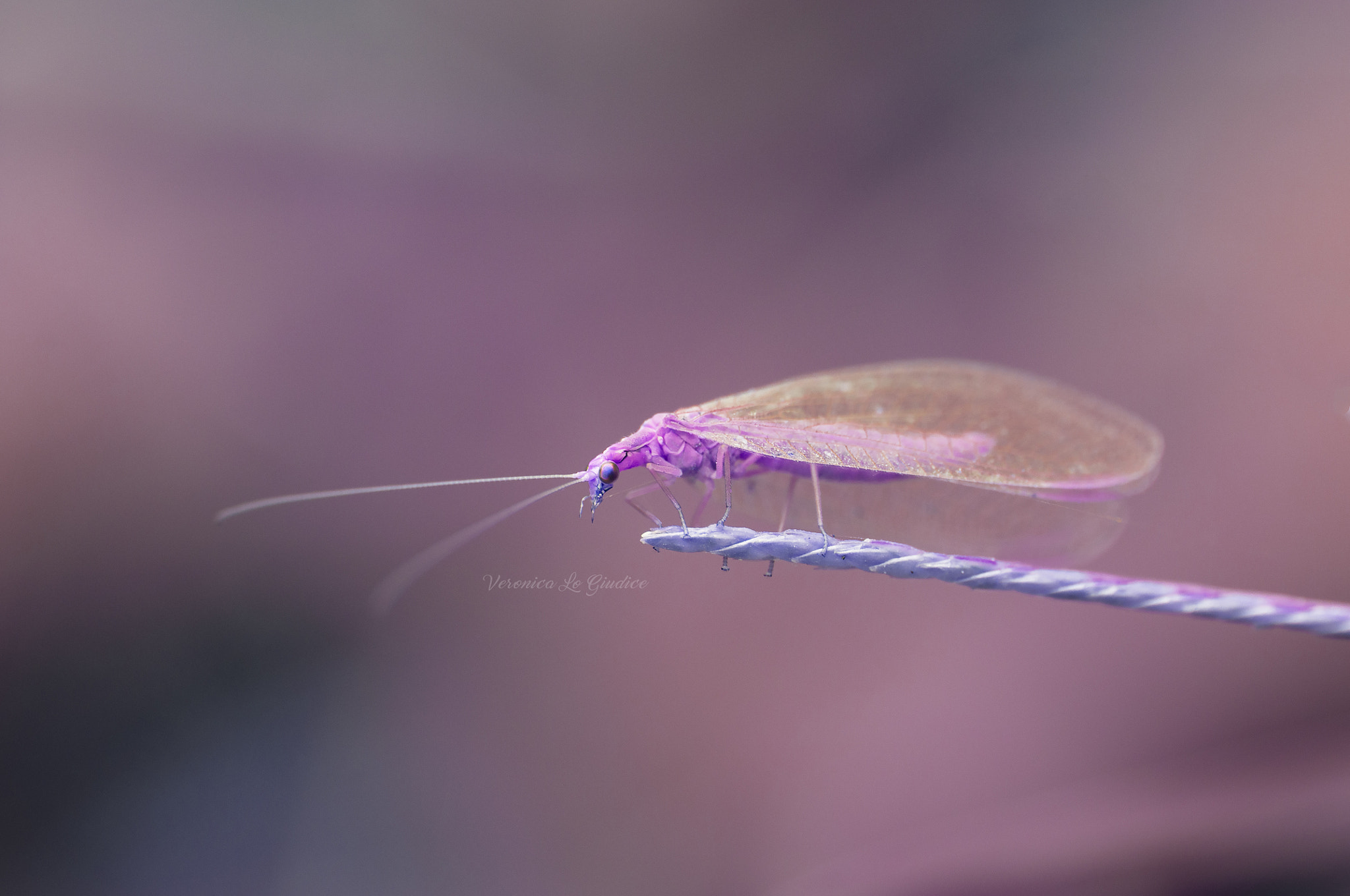 Nikon AF-S DX Micro-Nikkor 85mm F3.5G ED VR sample photo. Innatural insect photography