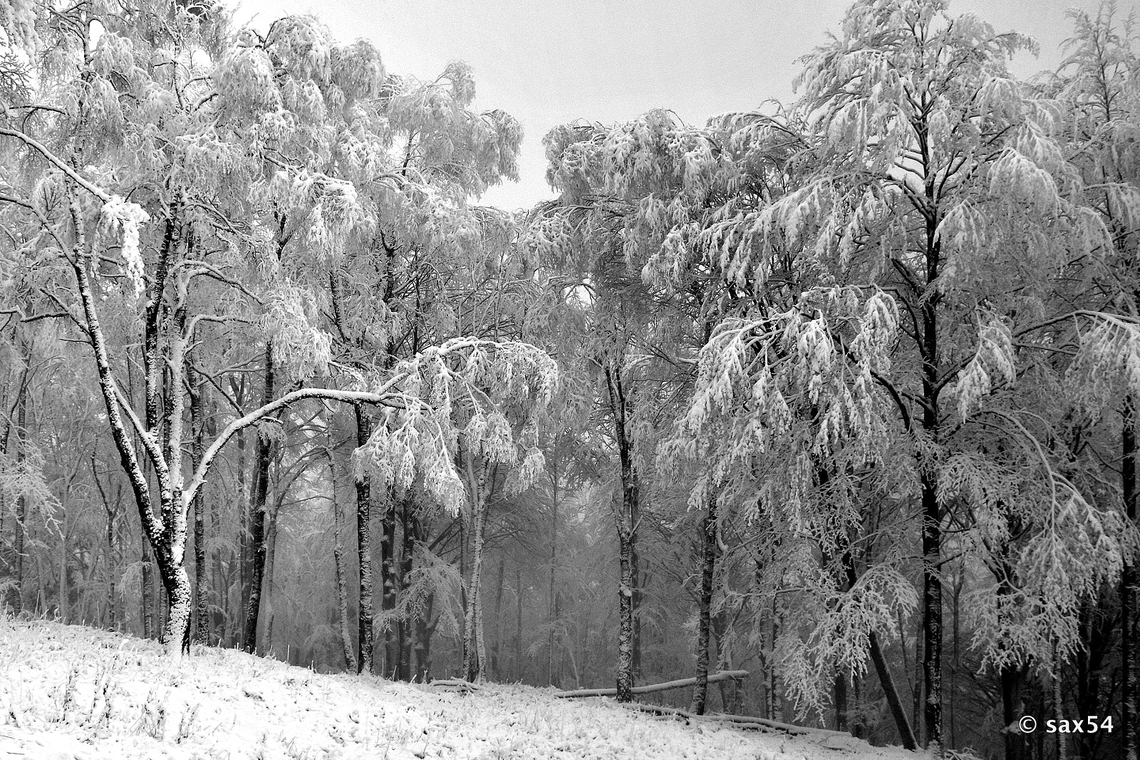 Nikon D500 sample photo. Under the weight of snow photography