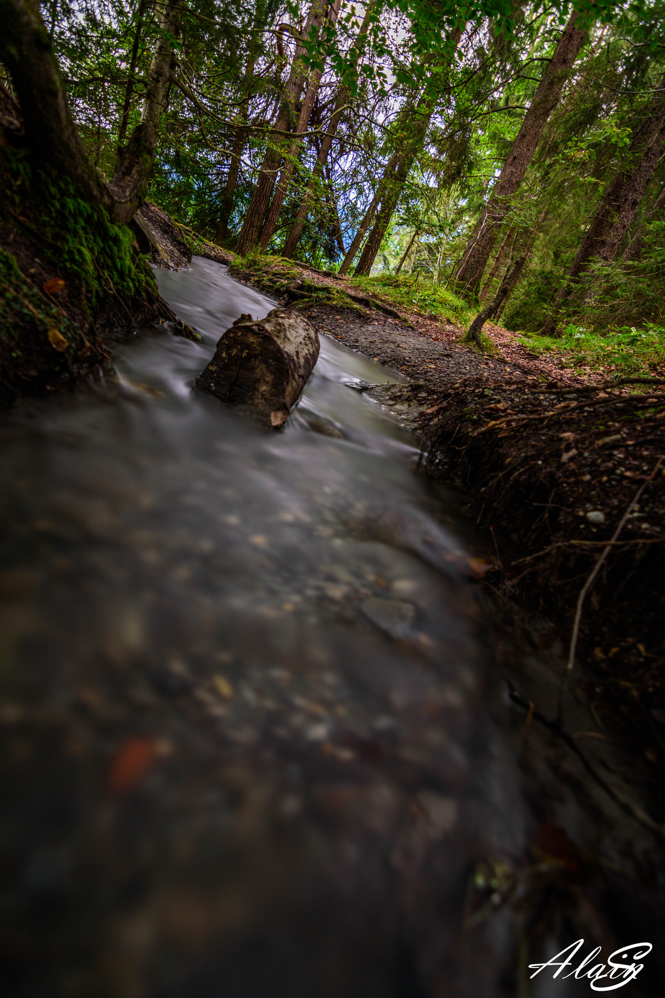 Nikon D5500 sample photo. Brook and wood photography