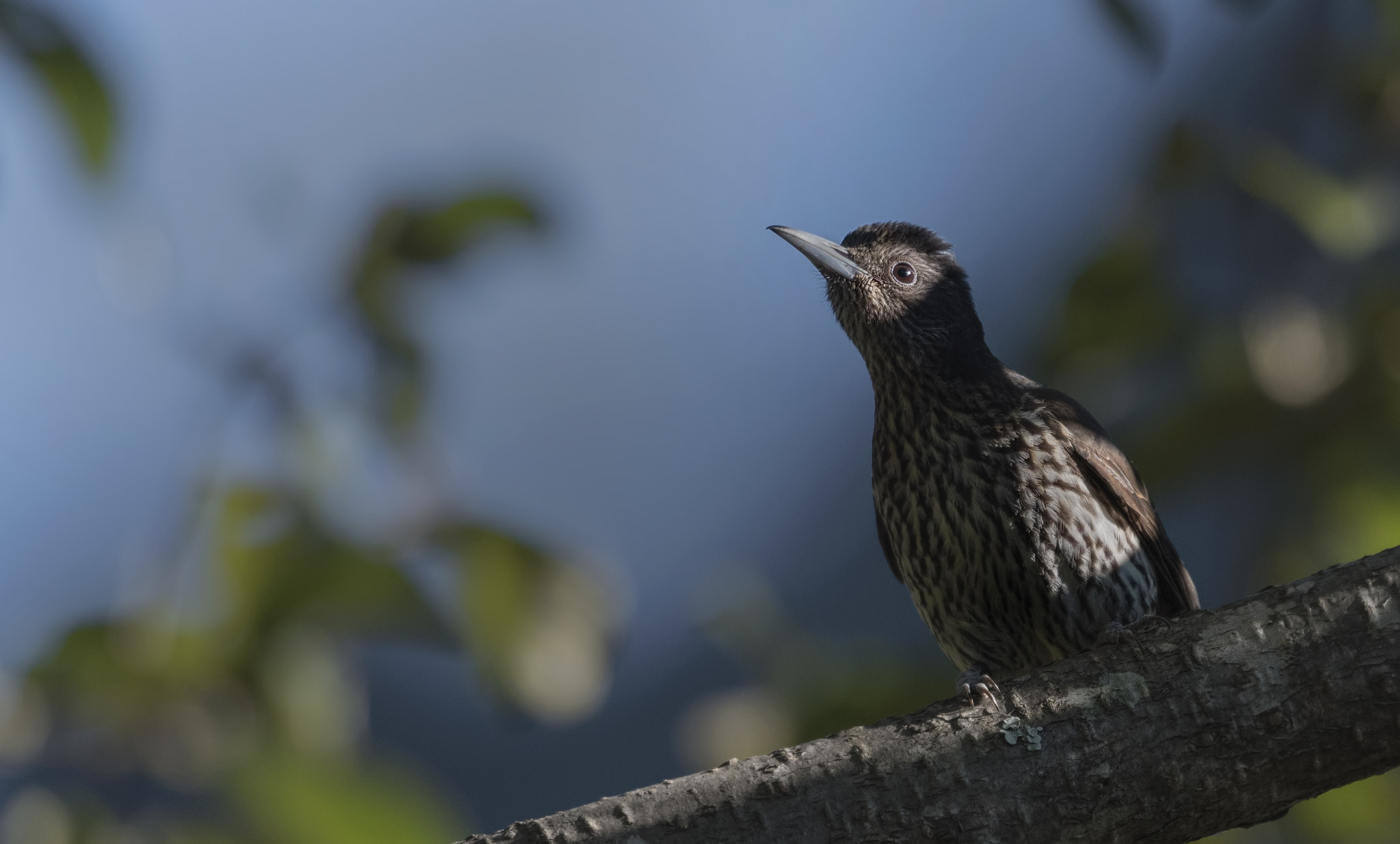 Nikon D750 + Nikon AF-S Nikkor 500mm F4G ED VR sample photo. Maroon oriole photography