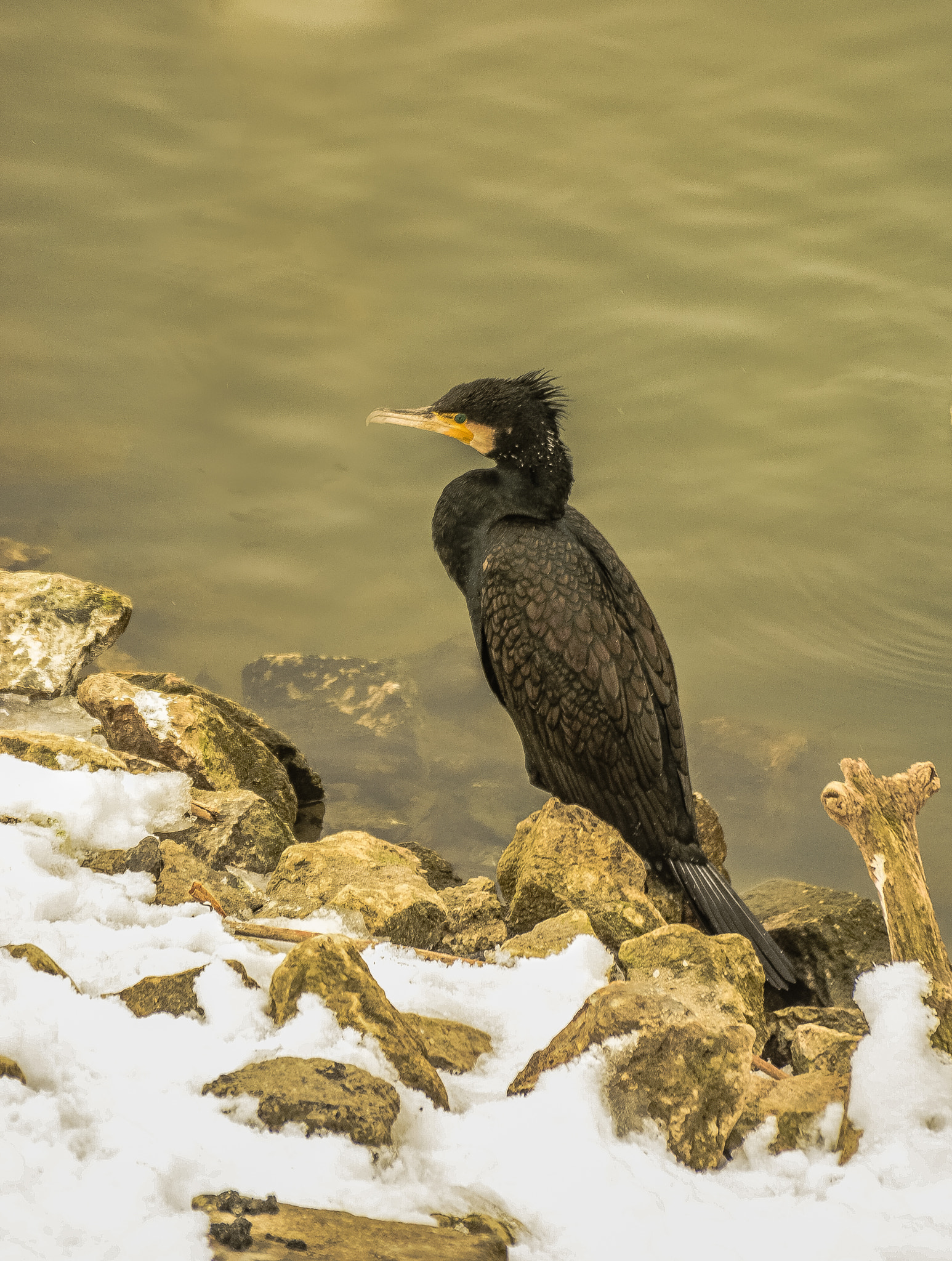 Nikon D7100 sample photo. Cormorant photography