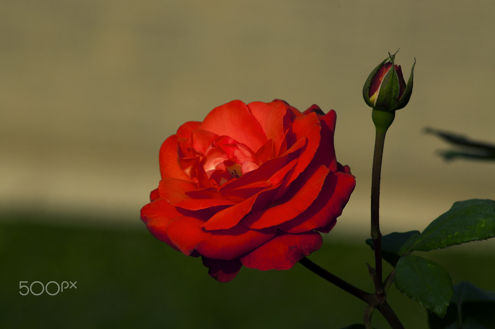 Nikon D90 + Sigma 50-150mm F2.8 EX APO DC HSM II + 1.4x sample photo. Lovely red ... photography