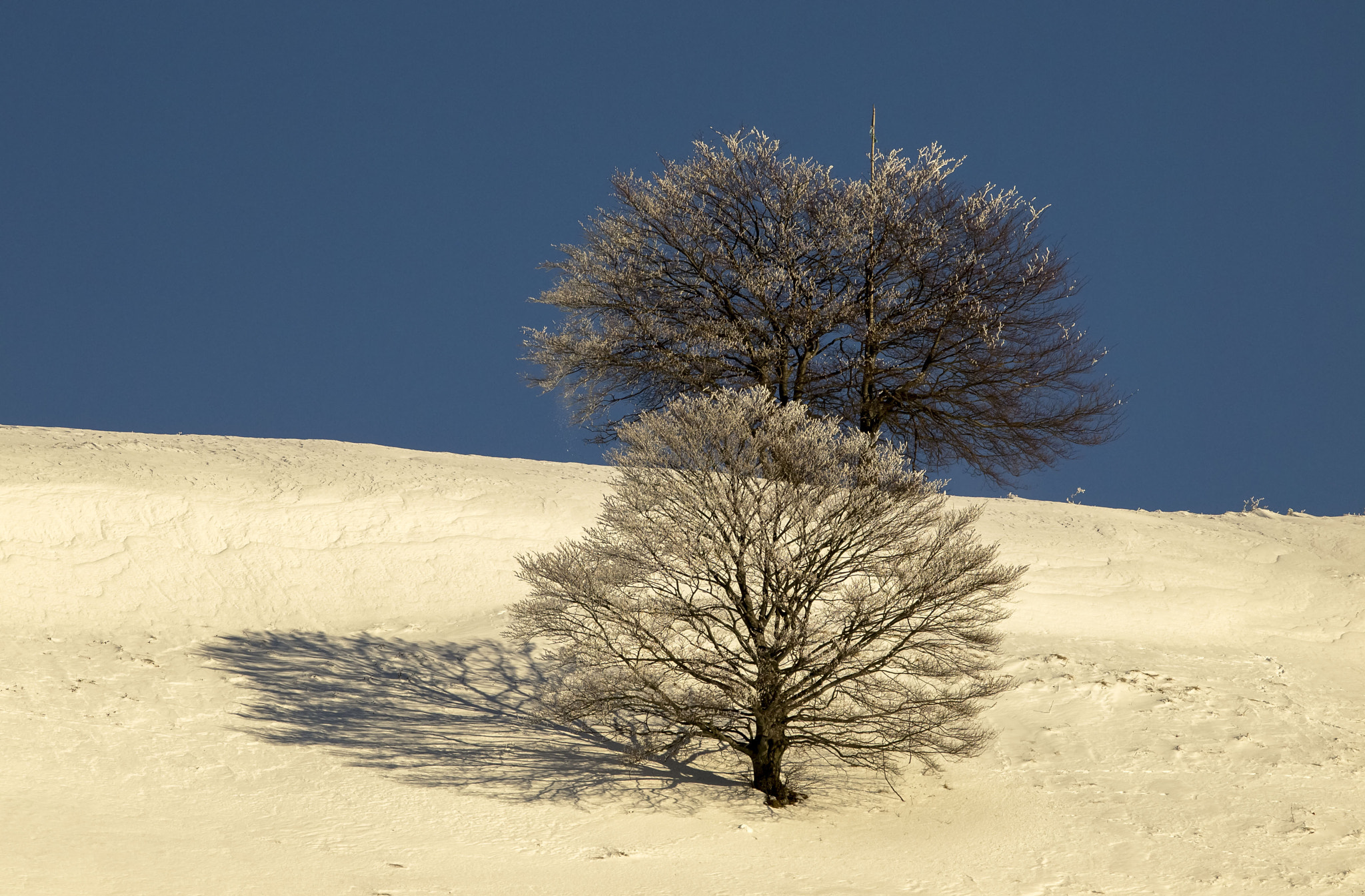 OLYMPUS 300mm Lens sample photo. White and blue photography