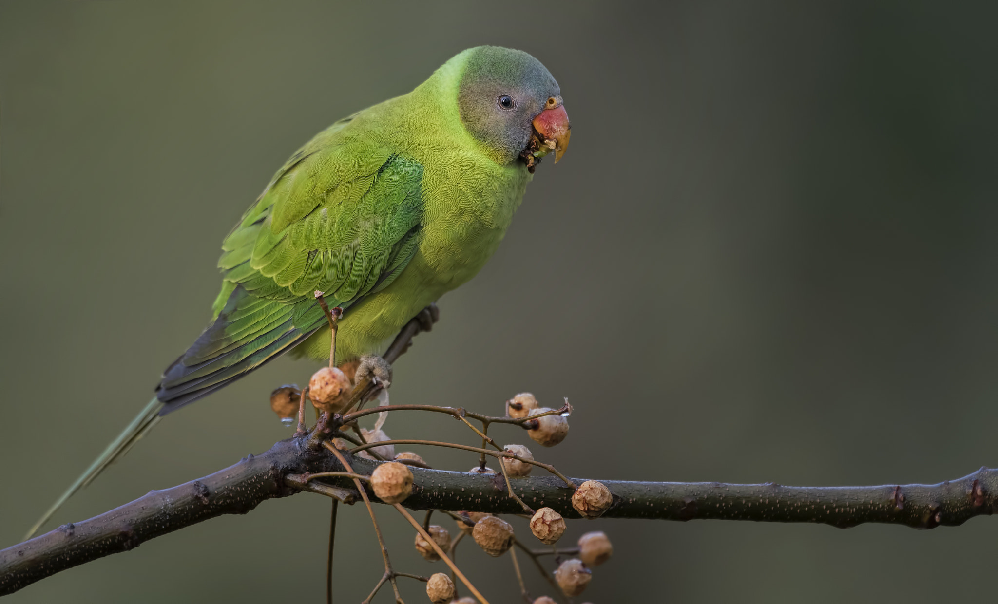 Nikon D750 + Nikon AF-S Nikkor 500mm F4G ED VR sample photo. Slaty headed parakeet photography