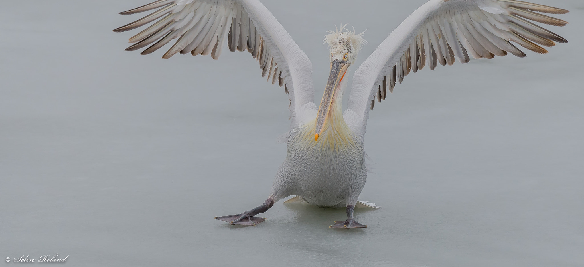 Nikon D4 sample photo. Kroeskoppelikaan - dalmatian pelican photography