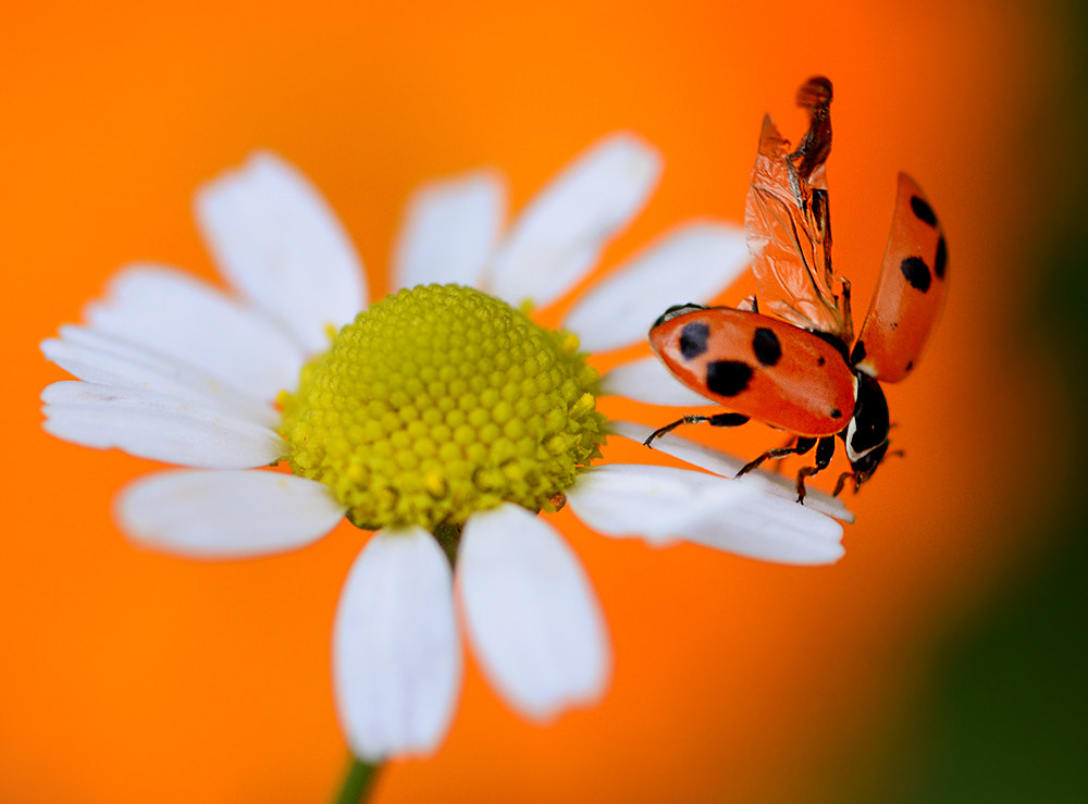 Nikon D7100 + Nikon AF Micro-Nikkor 60mm F2.8D sample photo. Papatya ve uğur böceği  photography