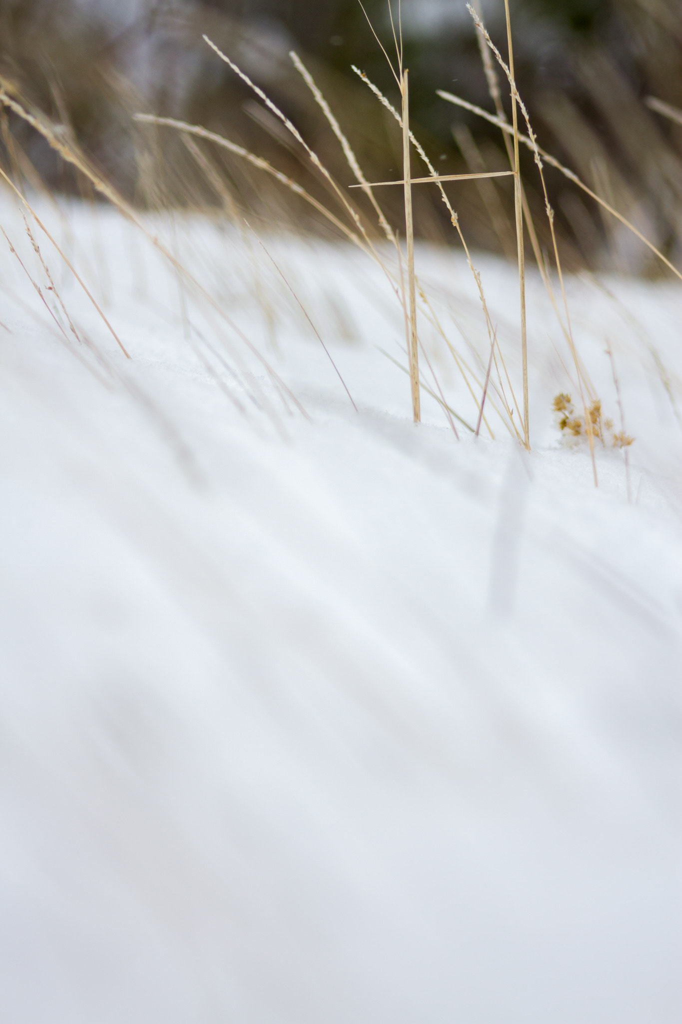 Canon EOS 7D + EF75-300mm f/4-5.6 sample photo. Grasses of winter photography