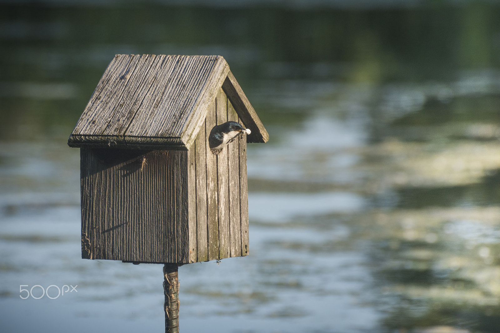 Nikon D810 sample photo. Swallow bird nesting in bird house photography