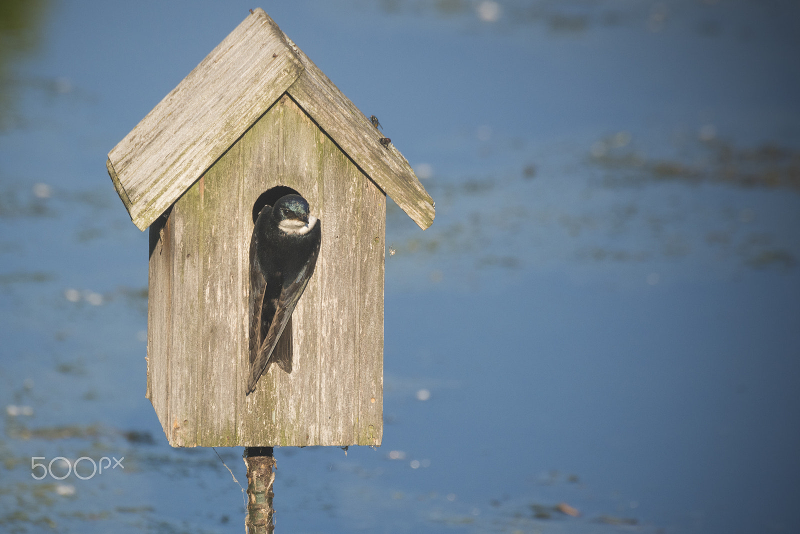 Nikon D810 sample photo. Swallow bird nesting in bird house photography