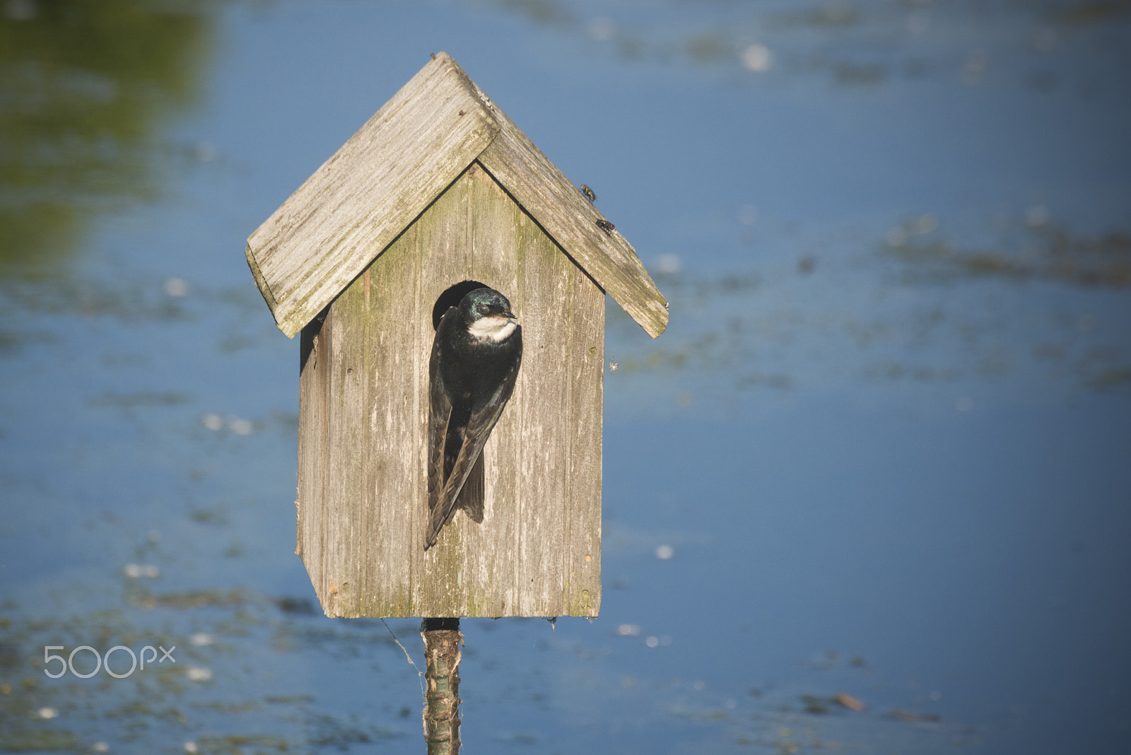 Nikon D810 sample photo. Swallow bird nesting in bird house photography
