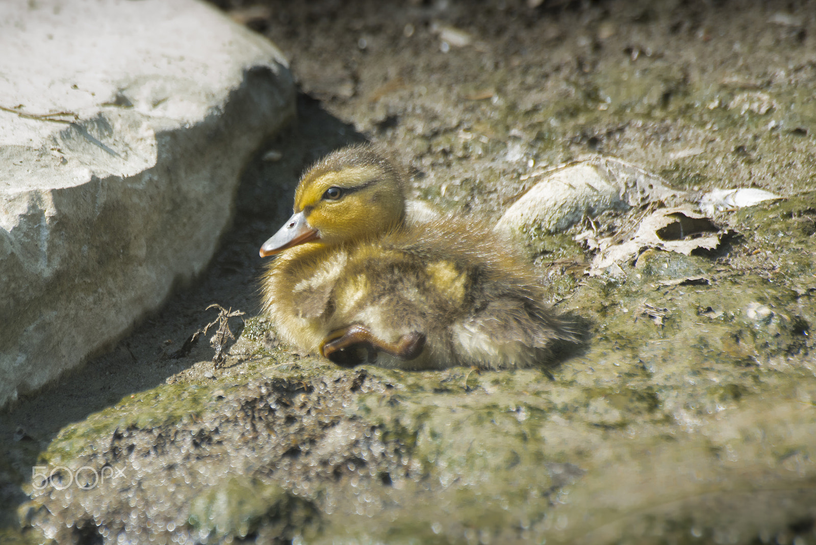 Nikon D810 sample photo. Baby duck on ground photography