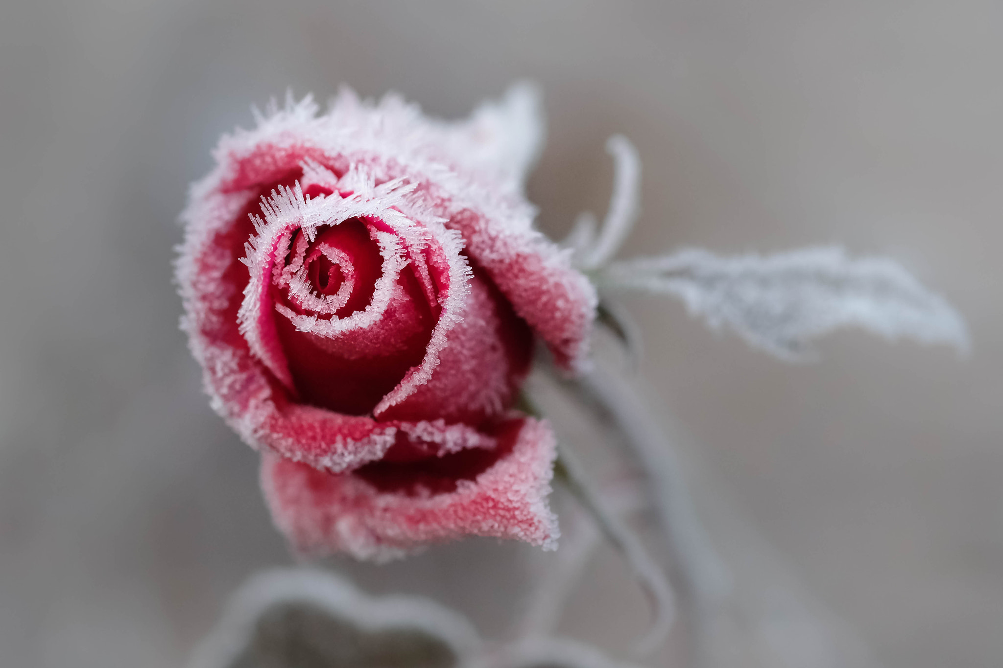 Fujifilm XF 60mm F2.4 R Macro sample photo. Frosty frosty photography