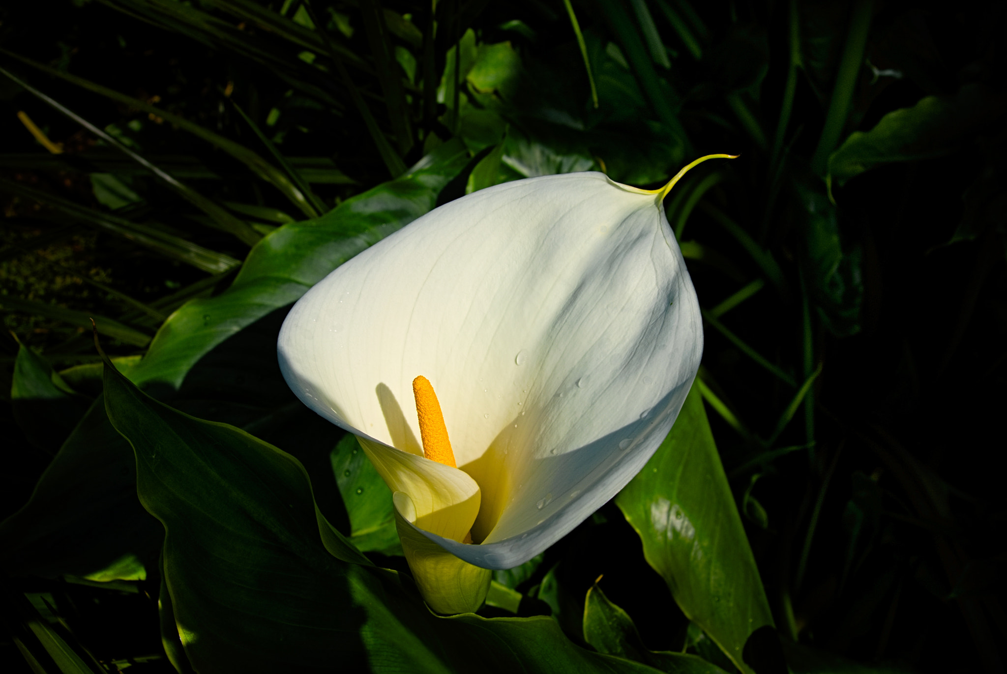 Nikon 1 Nikkor 11-27.5mm F3.5-5.6 sample photo. White arum lily. photography