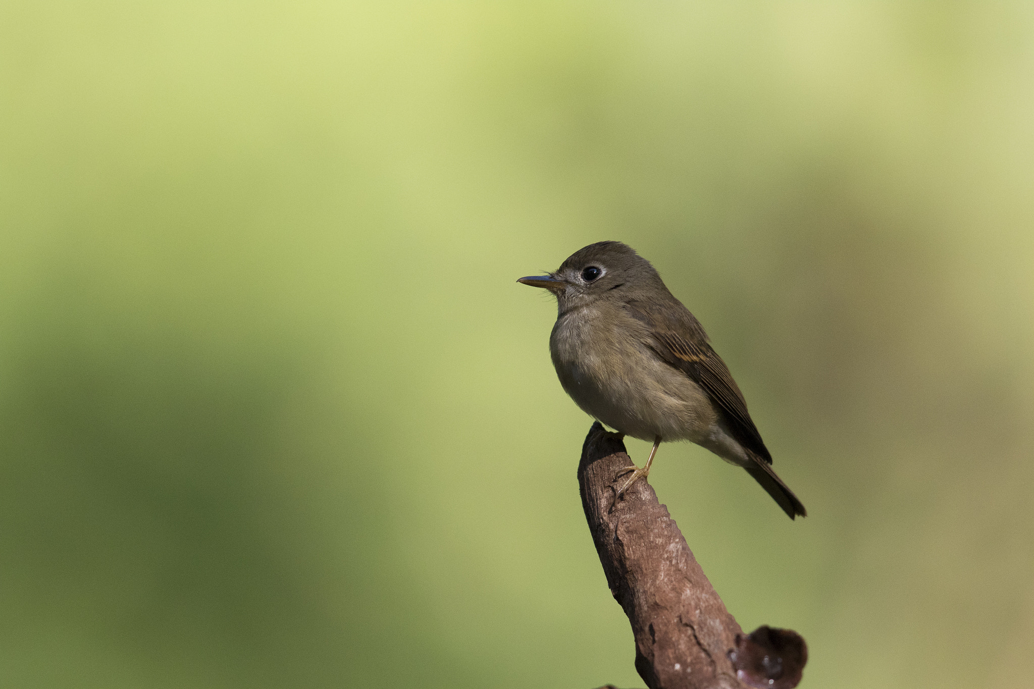 Canon EF 600mm F4L IS II USM sample photo. Brown breasted flycatcher photography