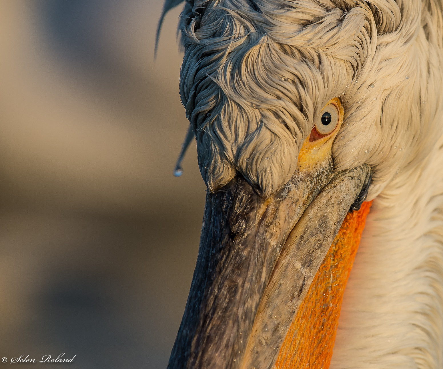 Nikon D4 + Nikon AF-S Nikkor 500mm F4G ED VR sample photo. Kroeskoppelikaan - dalmatian pelican photography