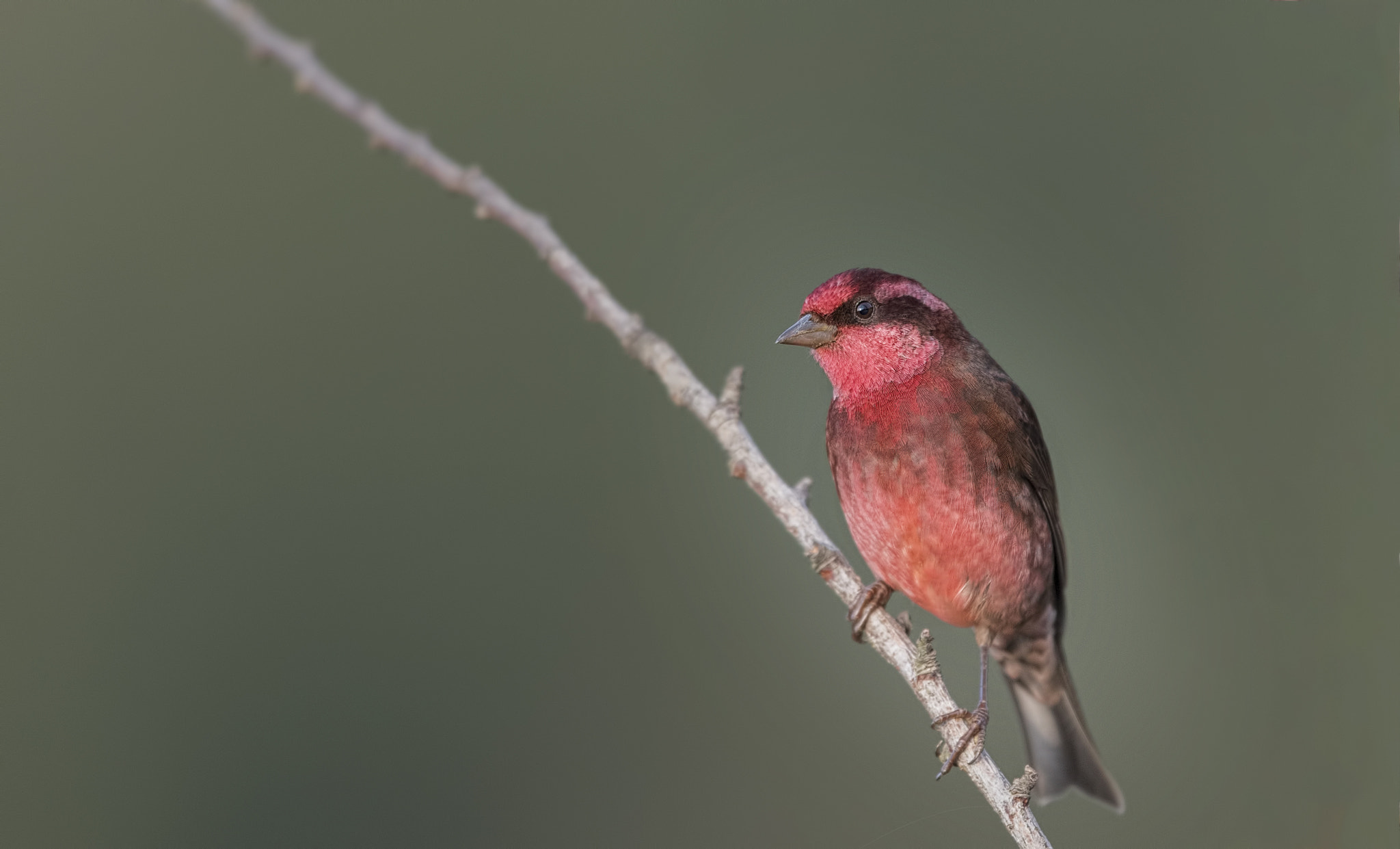 Nikon D750 + Nikon AF-S Nikkor 500mm F4G ED VR sample photo. Dark breasted rosefinch photography