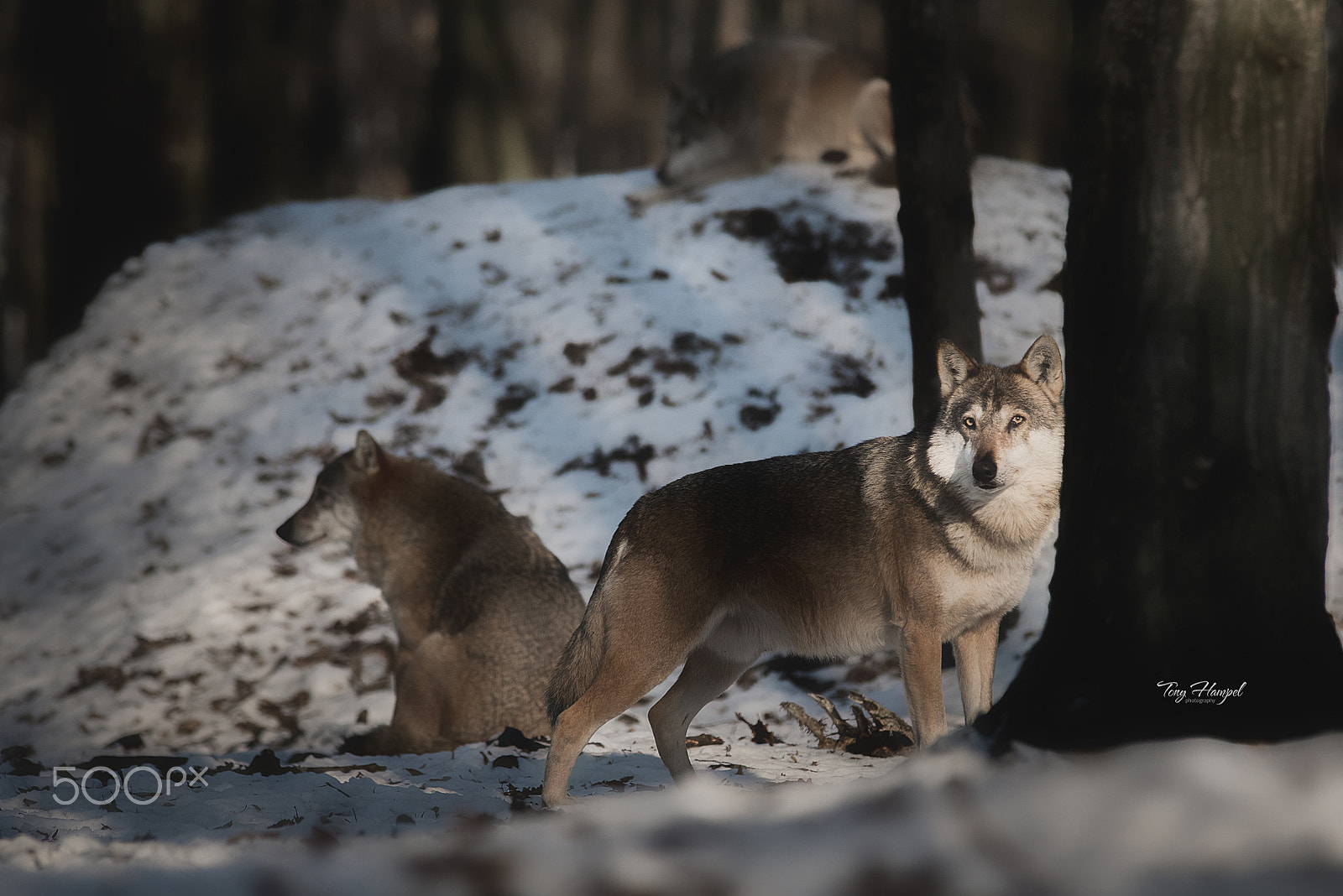 Nikon D610 + Tamron SP AF 70-200mm F2.8 Di LD (IF) MACRO sample photo. "careful" photography