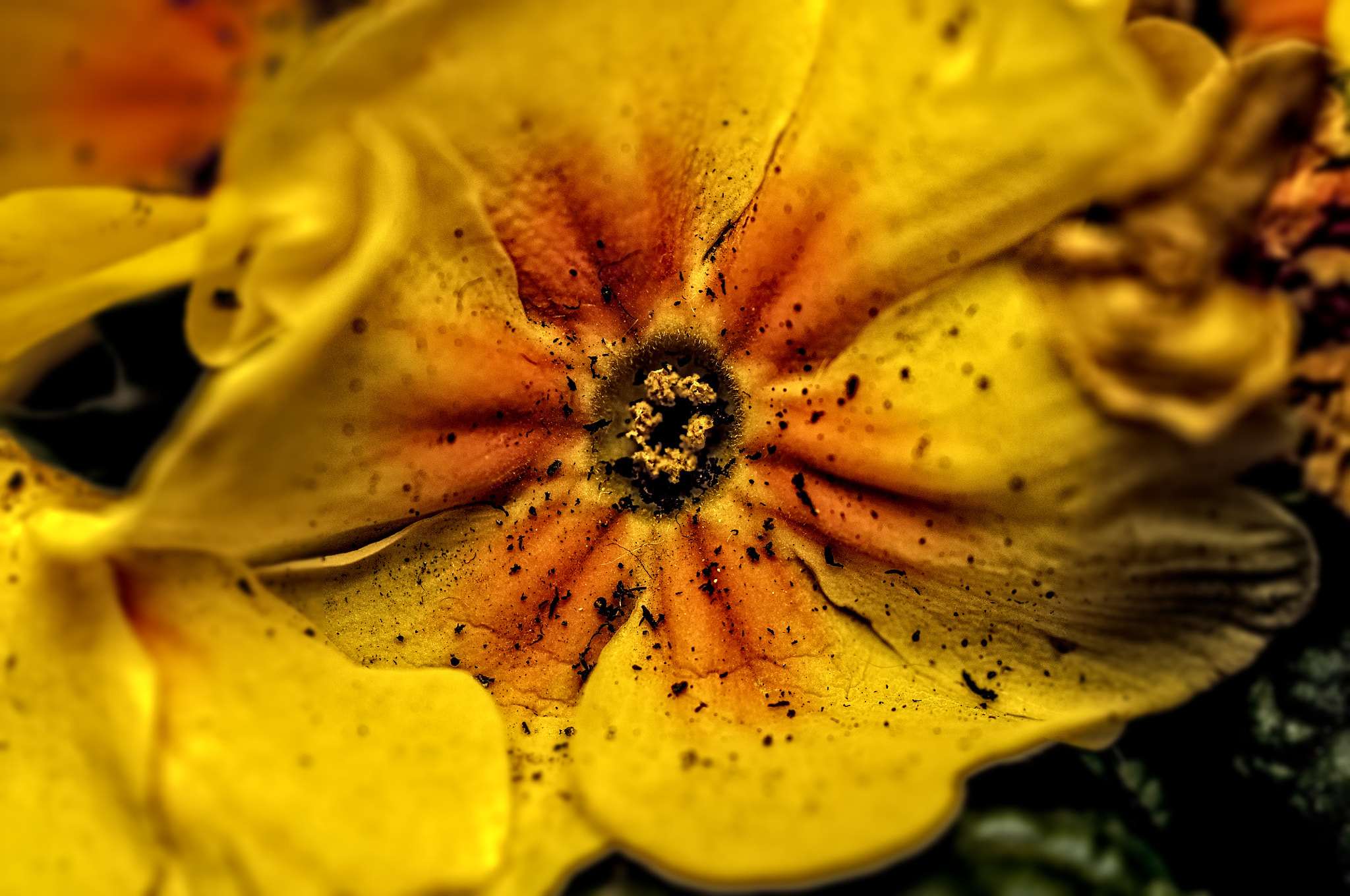 Nikon D5000 sample photo. Yellow photography