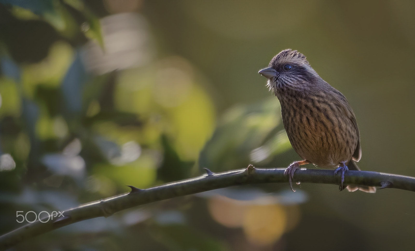 Nikon D750 + Nikon AF-S Nikkor 500mm F4G ED VR sample photo. Pink browed rosefinch photography