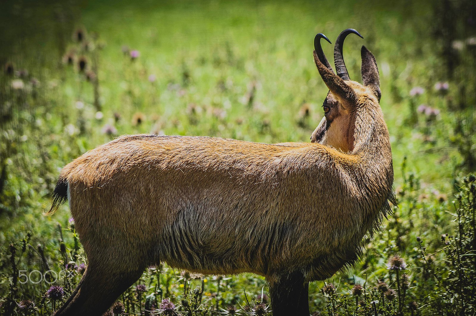 Sony SLT-A57 + Sony DT 55-200mm F4-5.6 SAM sample photo. Chamois ! photography