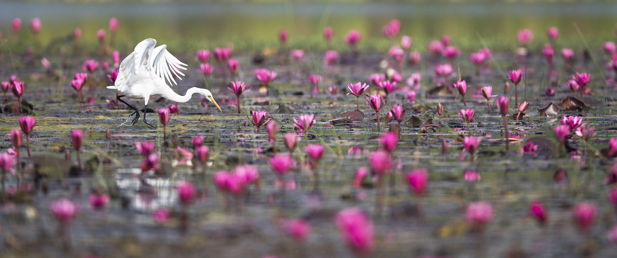 Canon EF 600mm F4L IS II USM sample photo. Copy photography