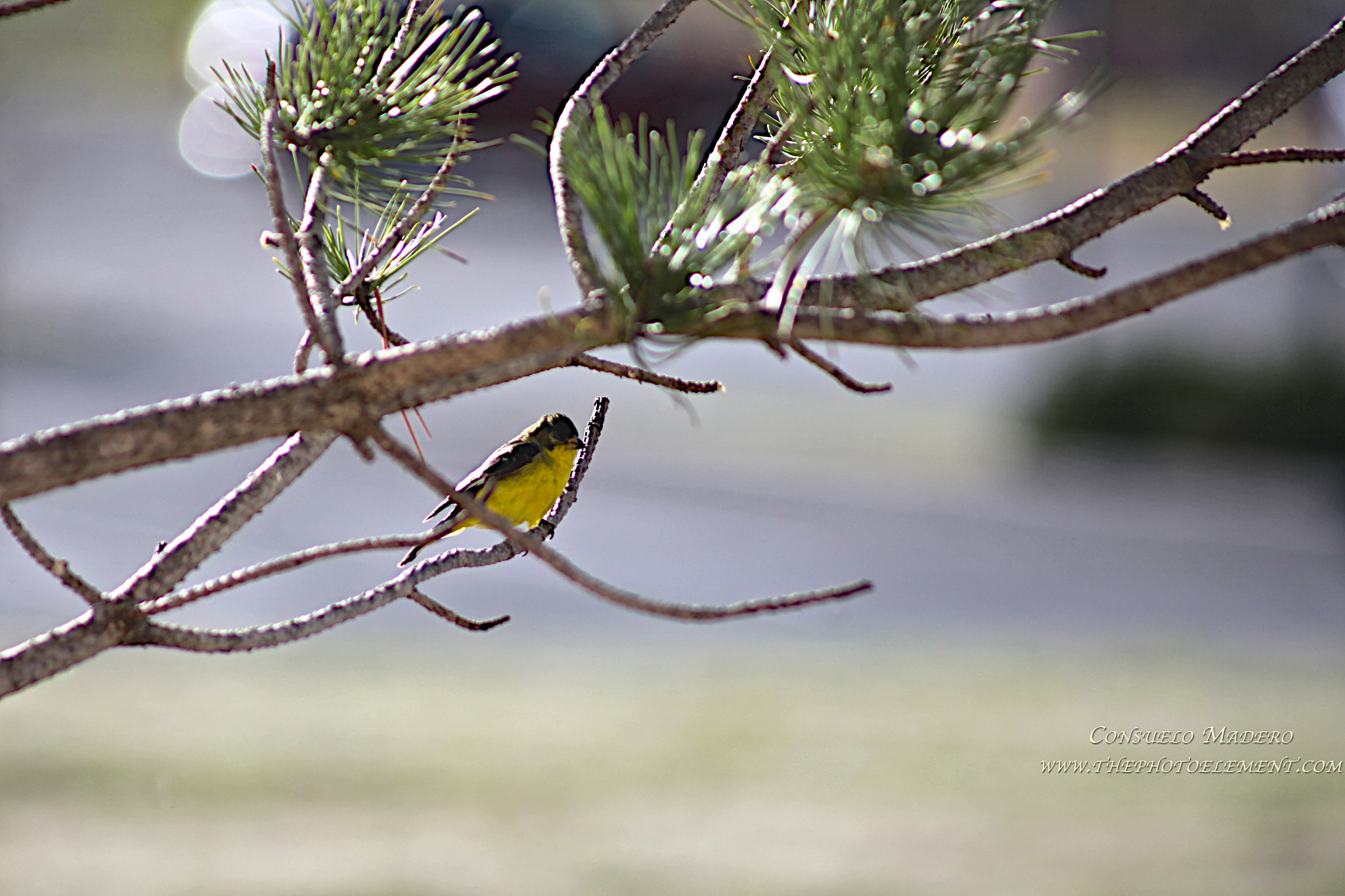 EF75-300mm f/4-5.6 sample photo. Yellow birdie photography