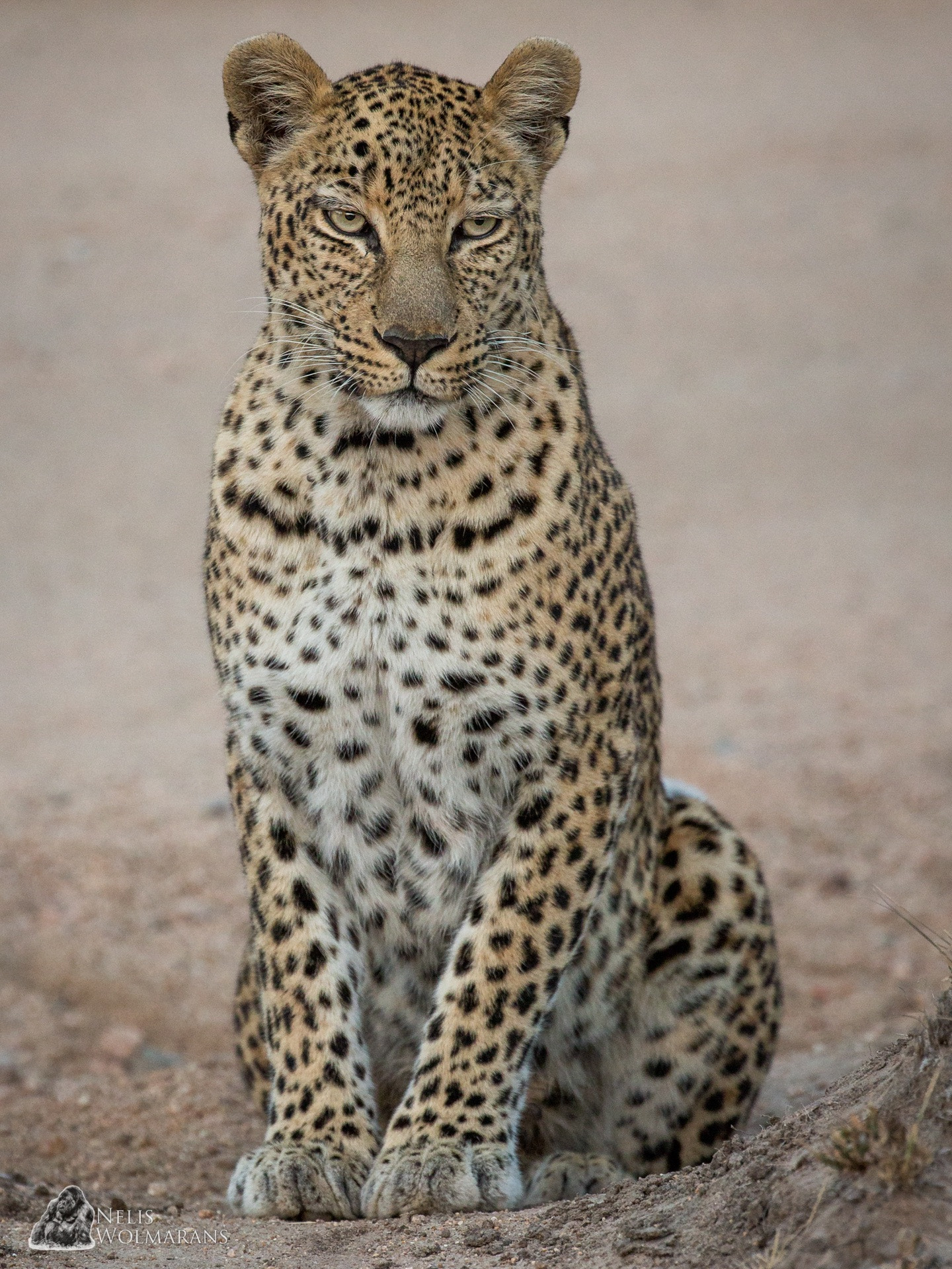 Canon EOS-1D X + Canon EF 200-400mm F4L IS USM Extender 1.4x sample photo. Elegance, regal and killer instincts in a very sleek package wrapped in spots... photography