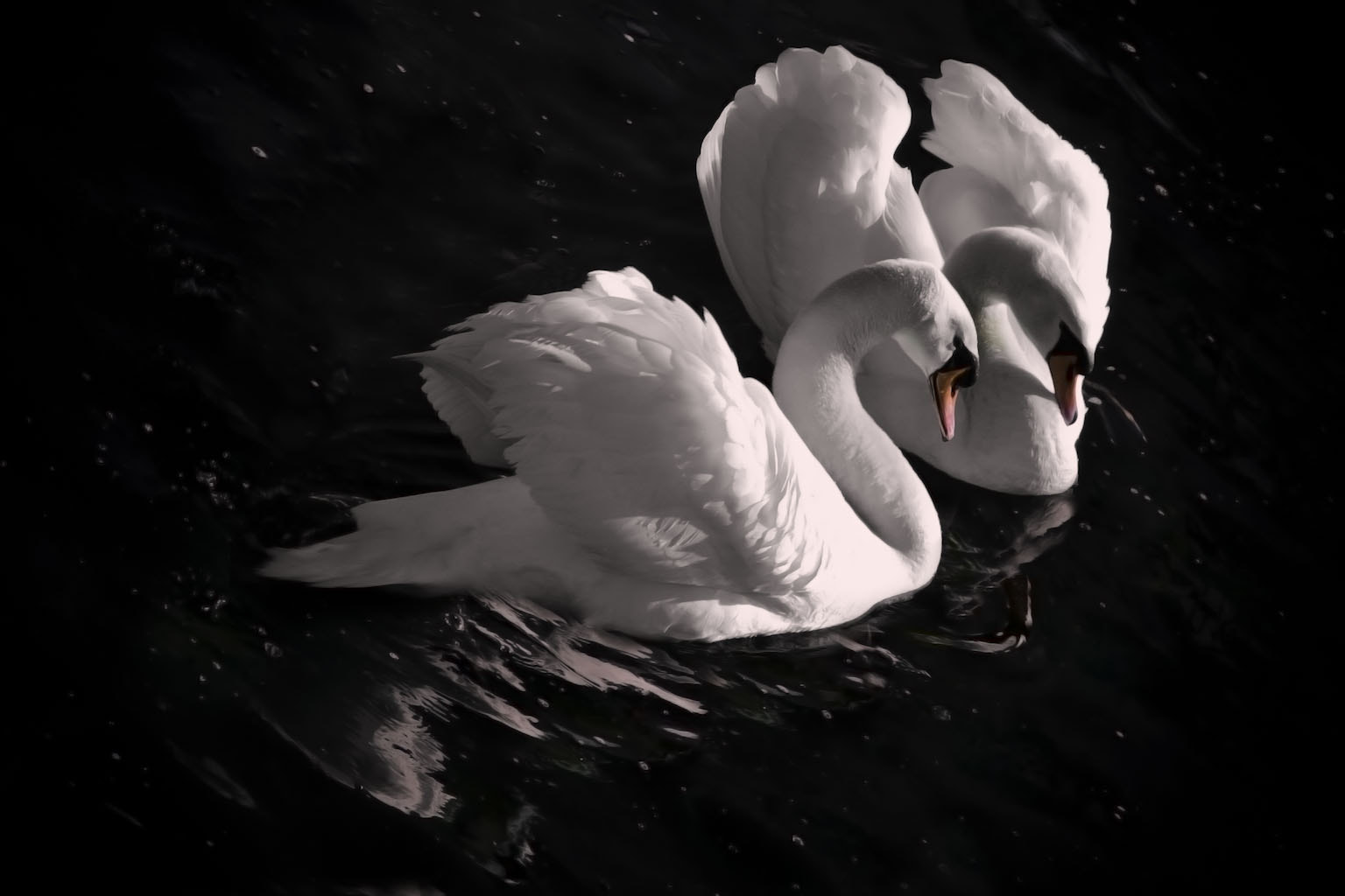 Sigma 150-500mm F5-6.3 DG OS HSM sample photo. Dance swans photography