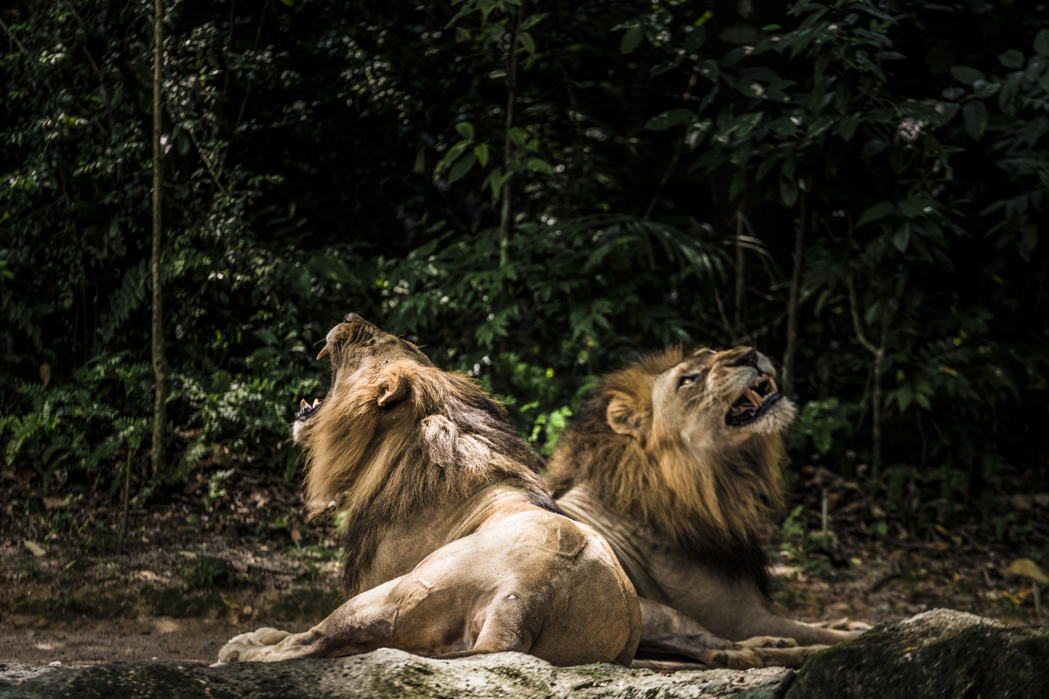 Nikon AF-S Nikkor 70-200mm F2.8G ED VR II sample photo. Roaring lion photography