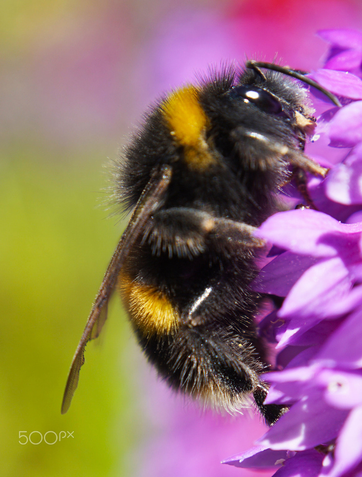 Sony a5100 + Sony E 18-50mm F4-5.6 sample photo. Bumblebee photography