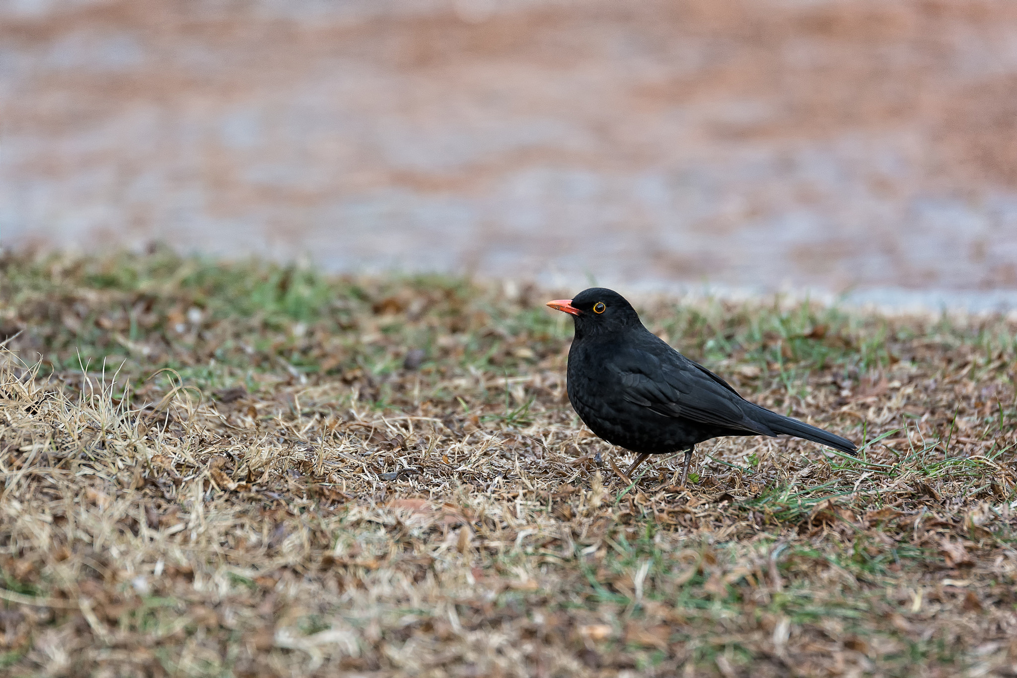 Nikon D7100 + Tamron SP 70-200mm F2.8 Di VC USD sample photo. Blackbird photography