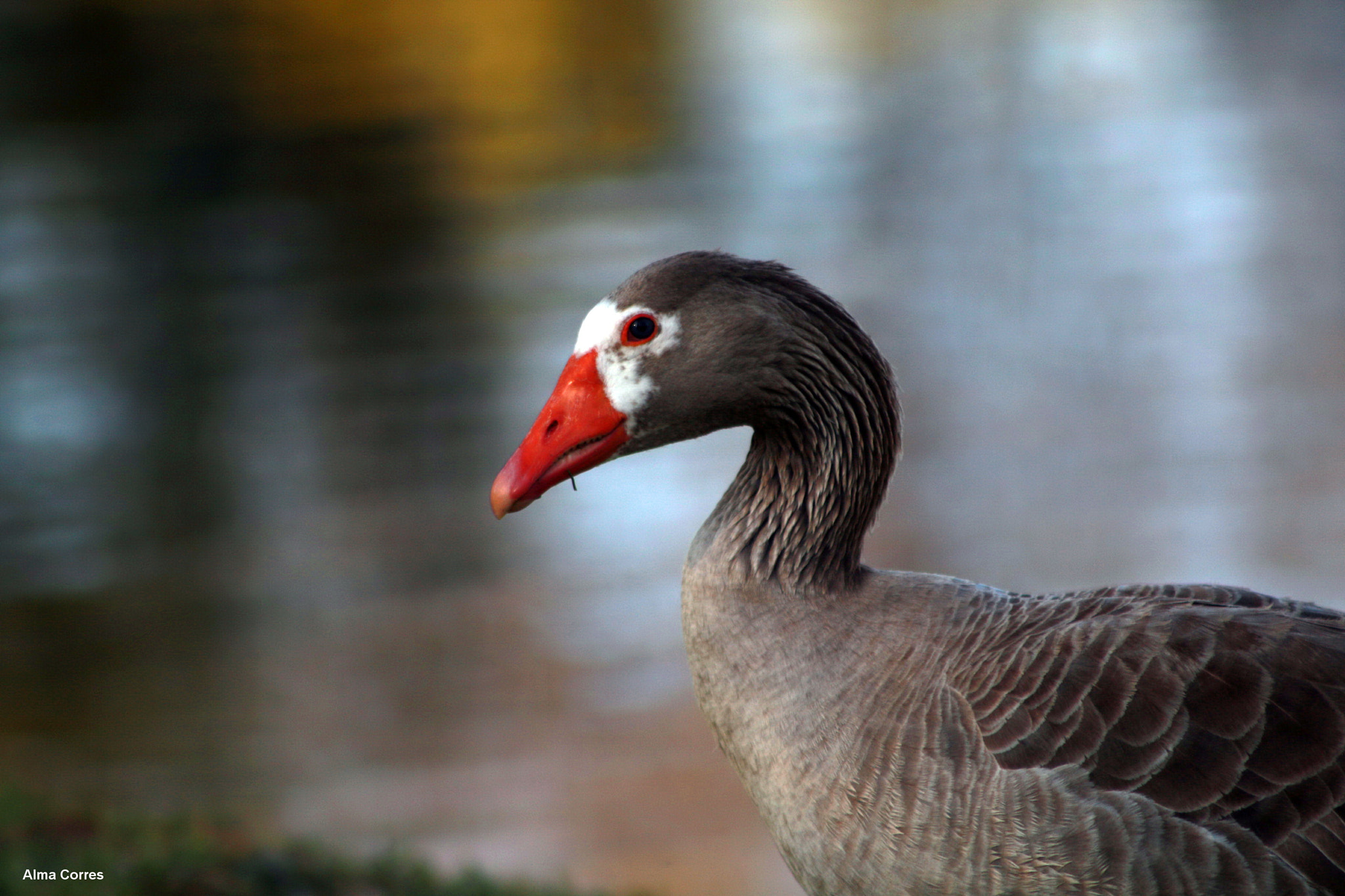 Canon EF 75-300mm f/4-5.6 USM sample photo. Beautiful face duck photography
