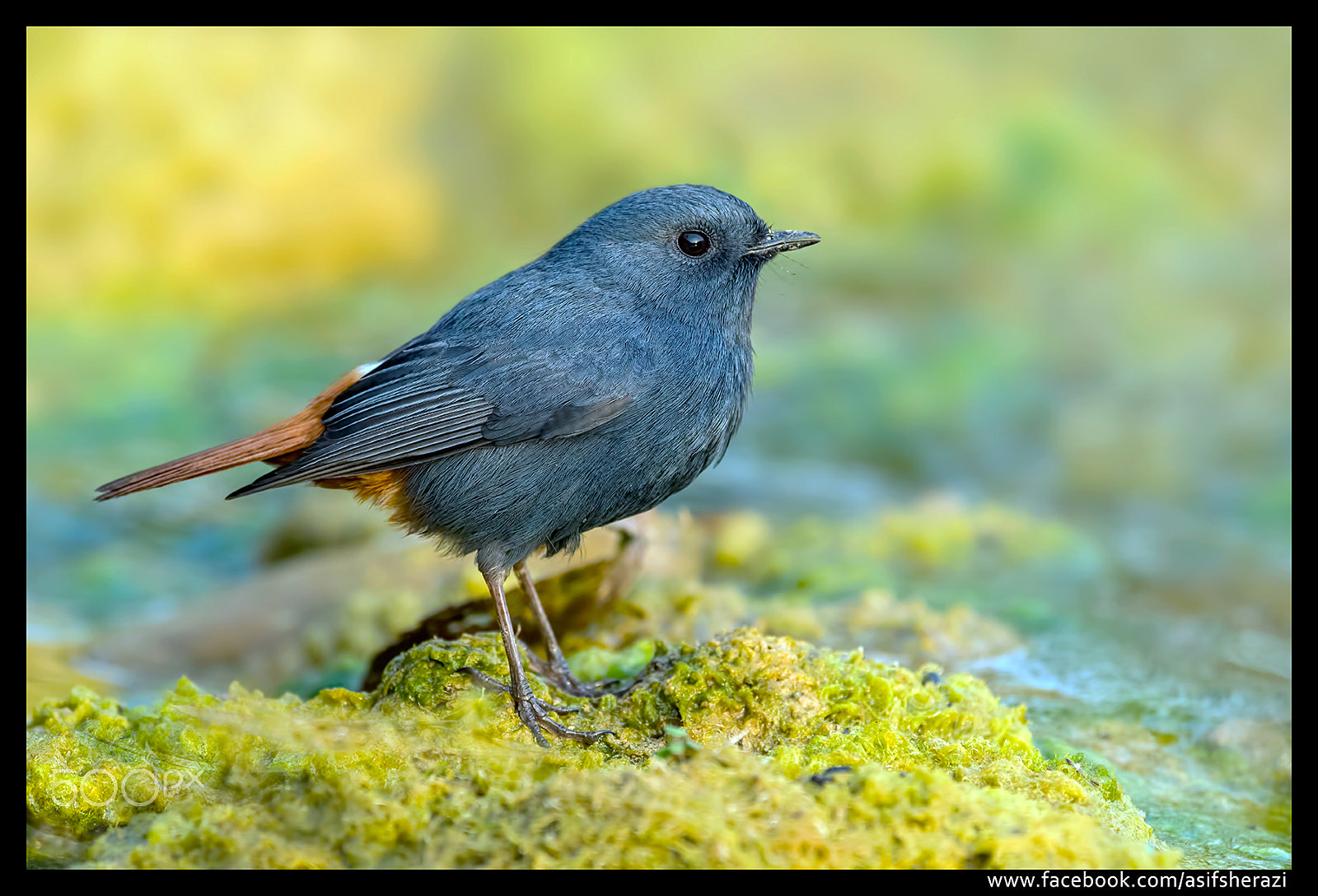 Nikon AF-S Nikkor 600mm F4E FL ED VR sample photo. Beauty of the nature photography