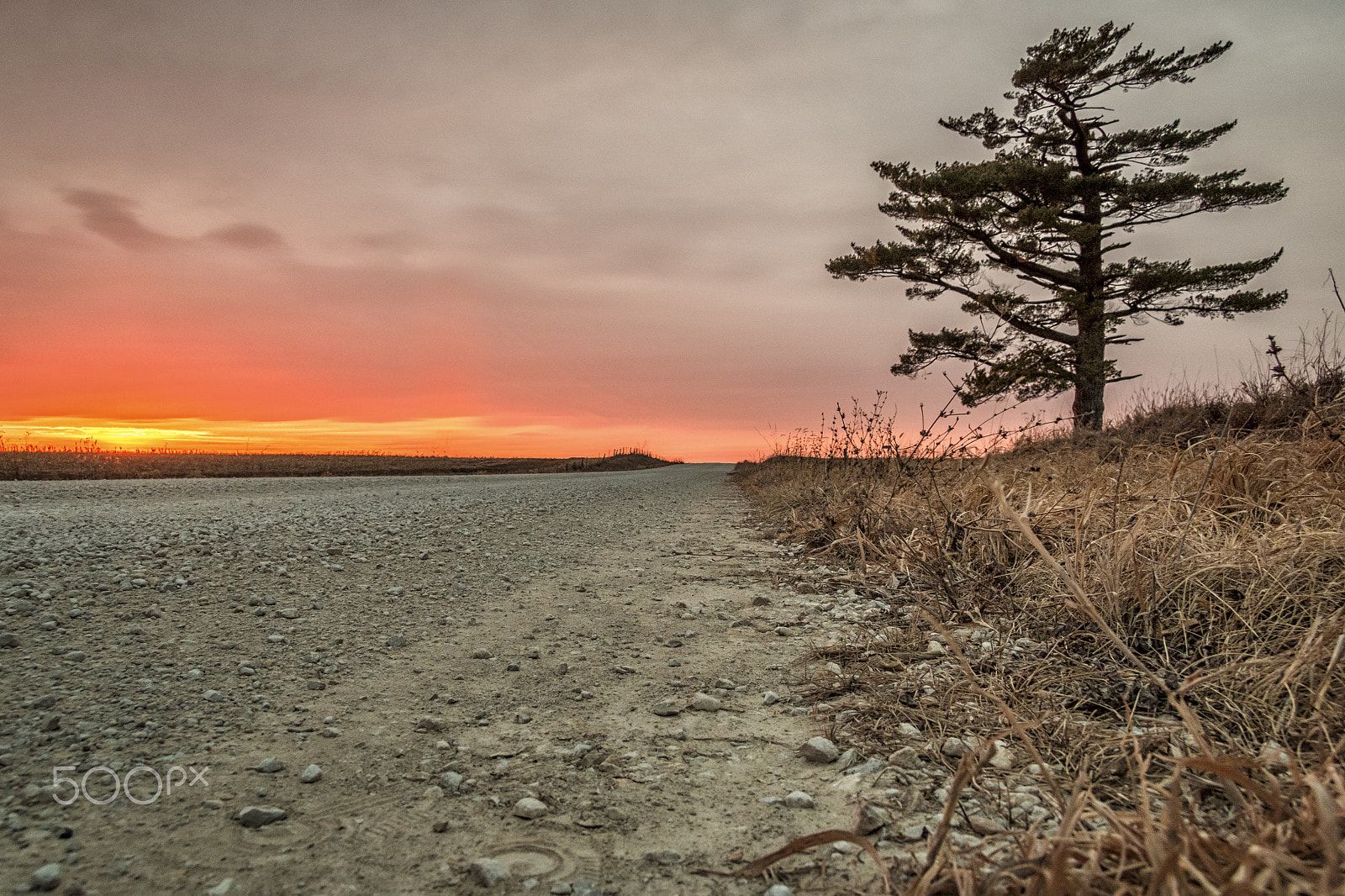 Canon EF-S 17-85mm F4-5.6 IS USM sample photo. "lone tree" photography