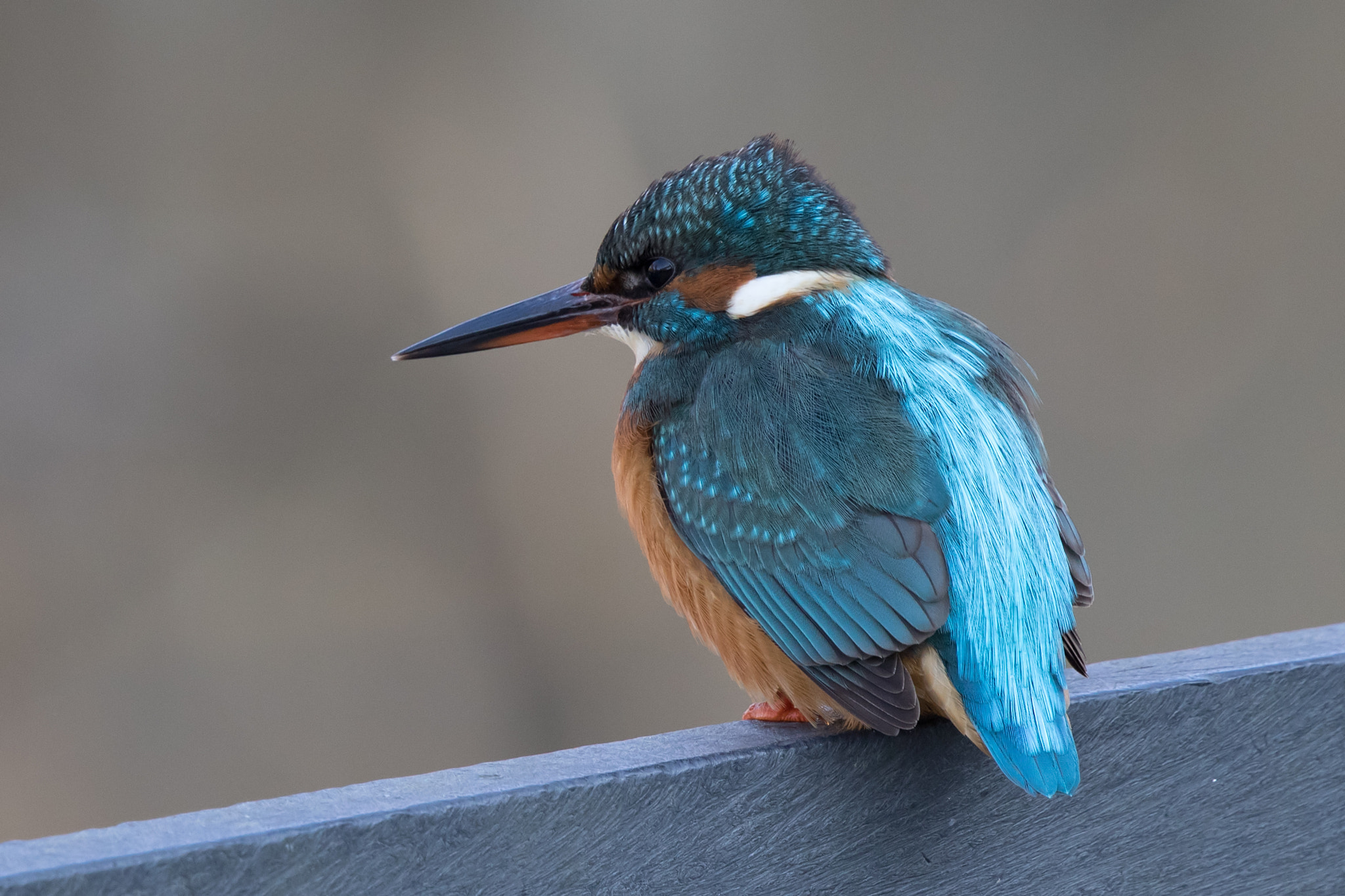 Canon EF 500mm F4L IS II USM sample photo. Kingfisher photography
